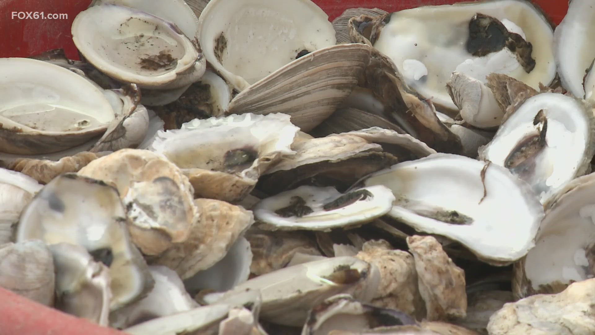 The Connecticut Department of Public Health said the three people infected swam with open wounds and ate raw oysters.