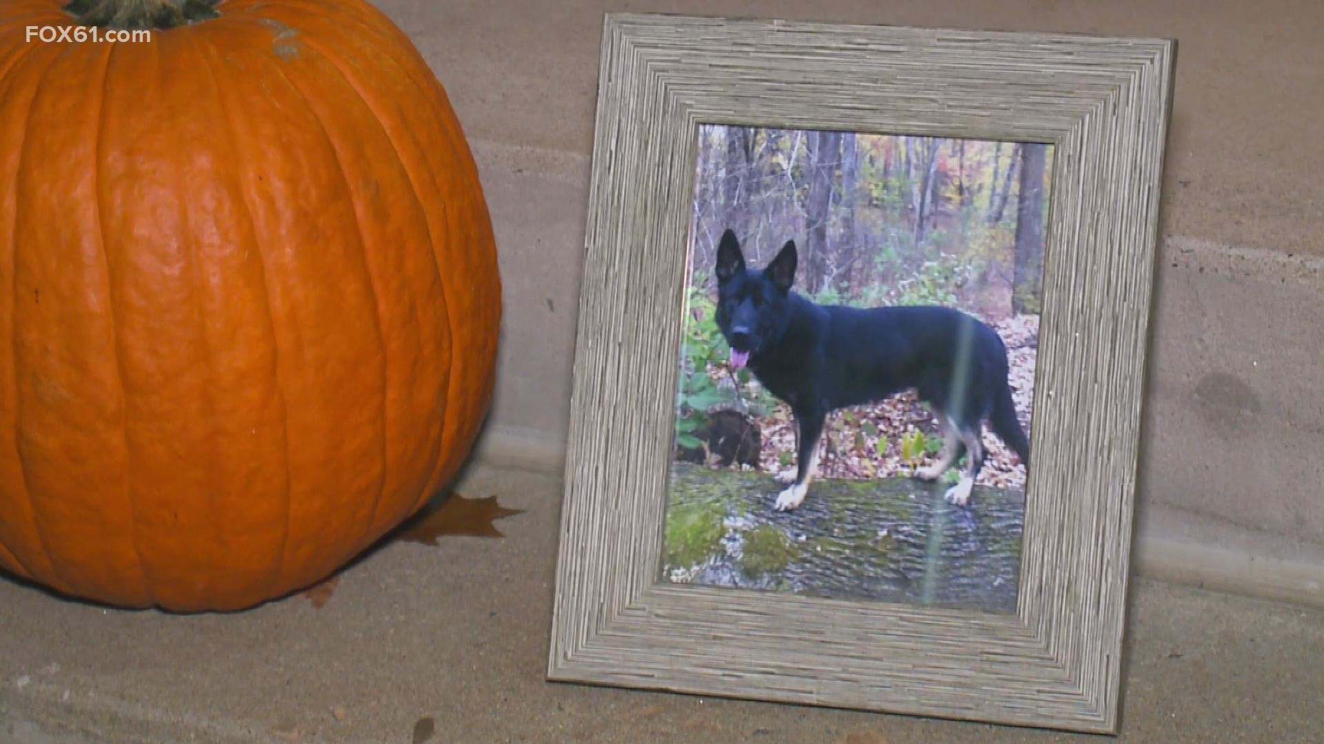 Back in November, Karo the all-black German Shepard was shot due to the suspect mistaking the dog for a coyote