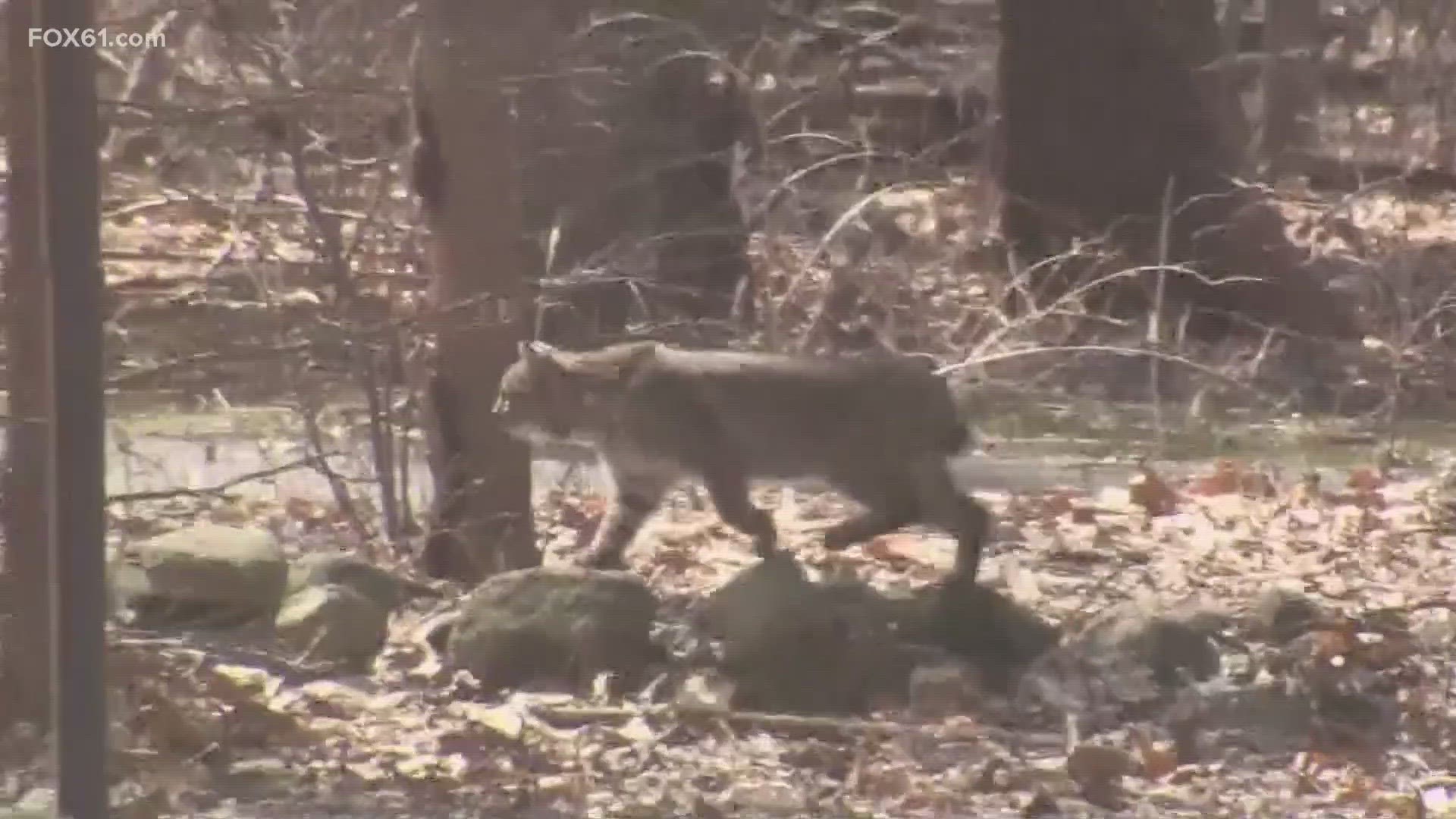 The bobcat has been taken to the State Public Health laboratory for rabies testing.