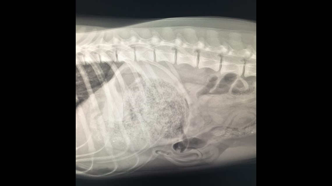 Dog Eats Gorilla Glue Has Perfect Mold Of Her Stomach Removed By Vet Fox61 Com