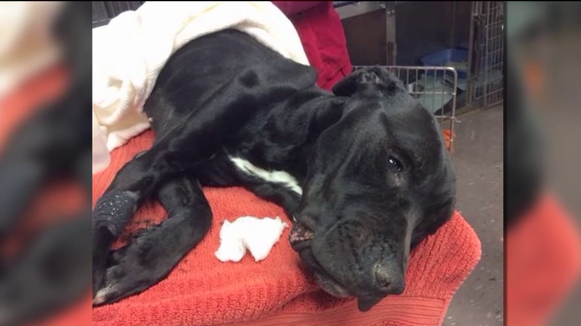 New Haven Pizza shop raising money for emaciated Branford dog
