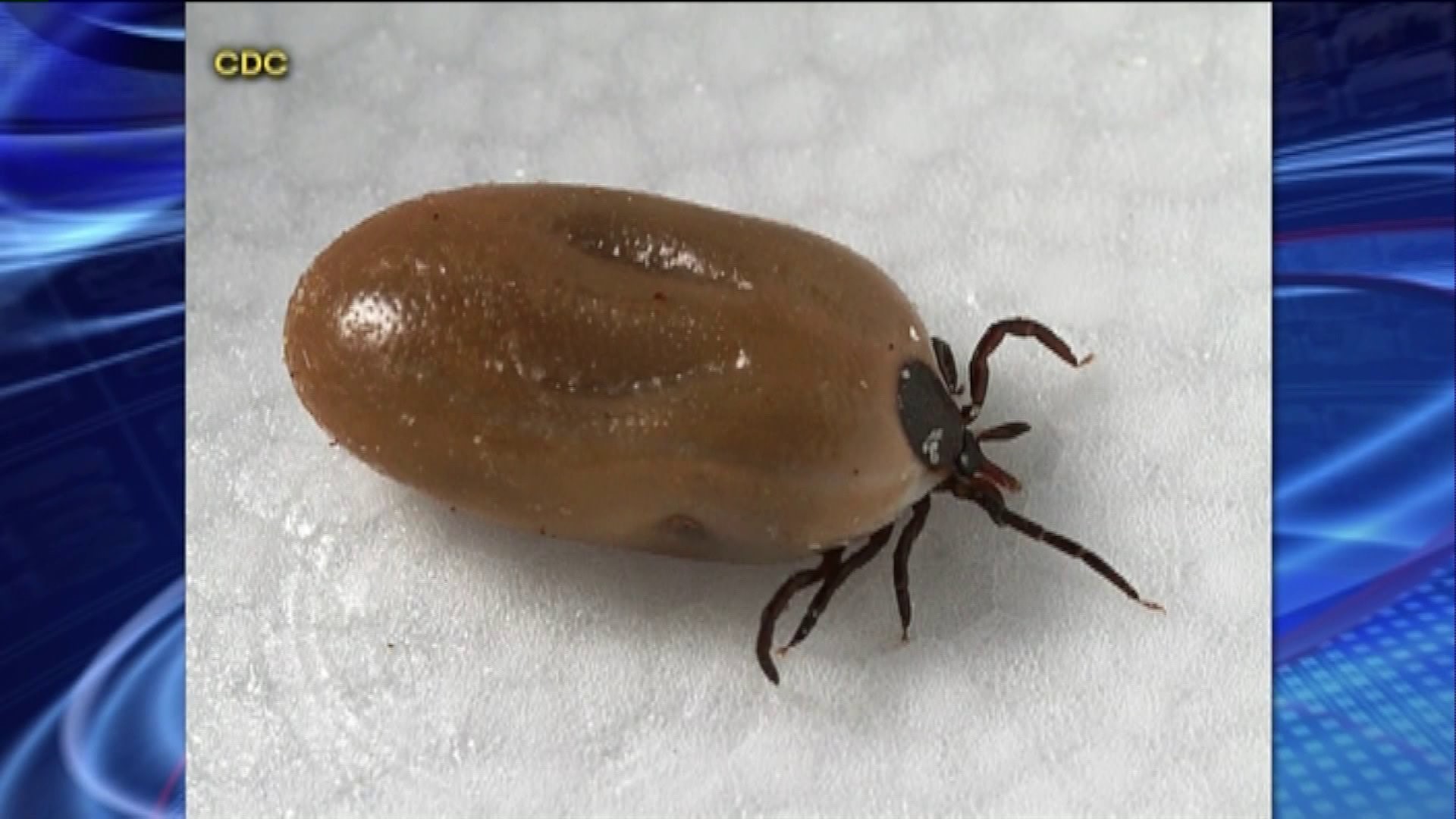 State prepares for a bad year for ticks, Lyme disease