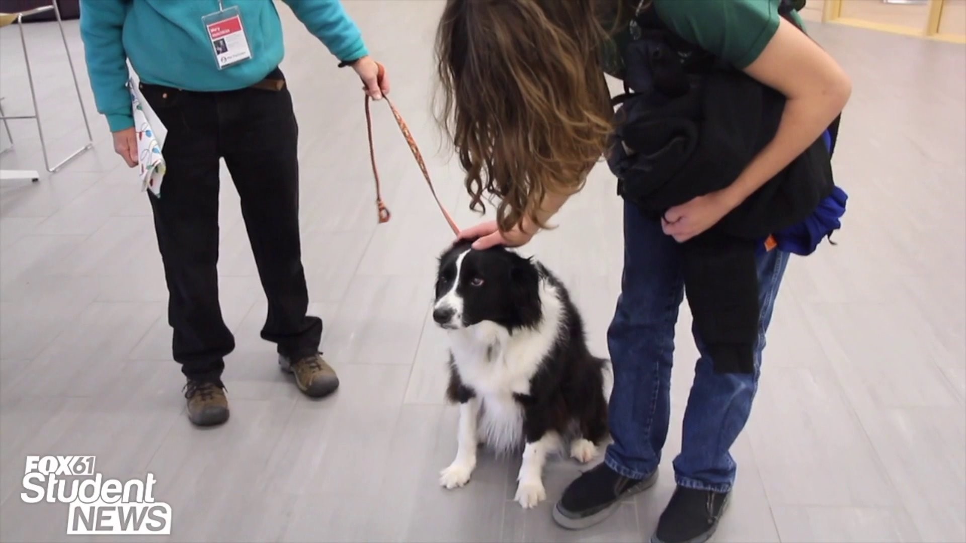 Easing stress with therapy dogs