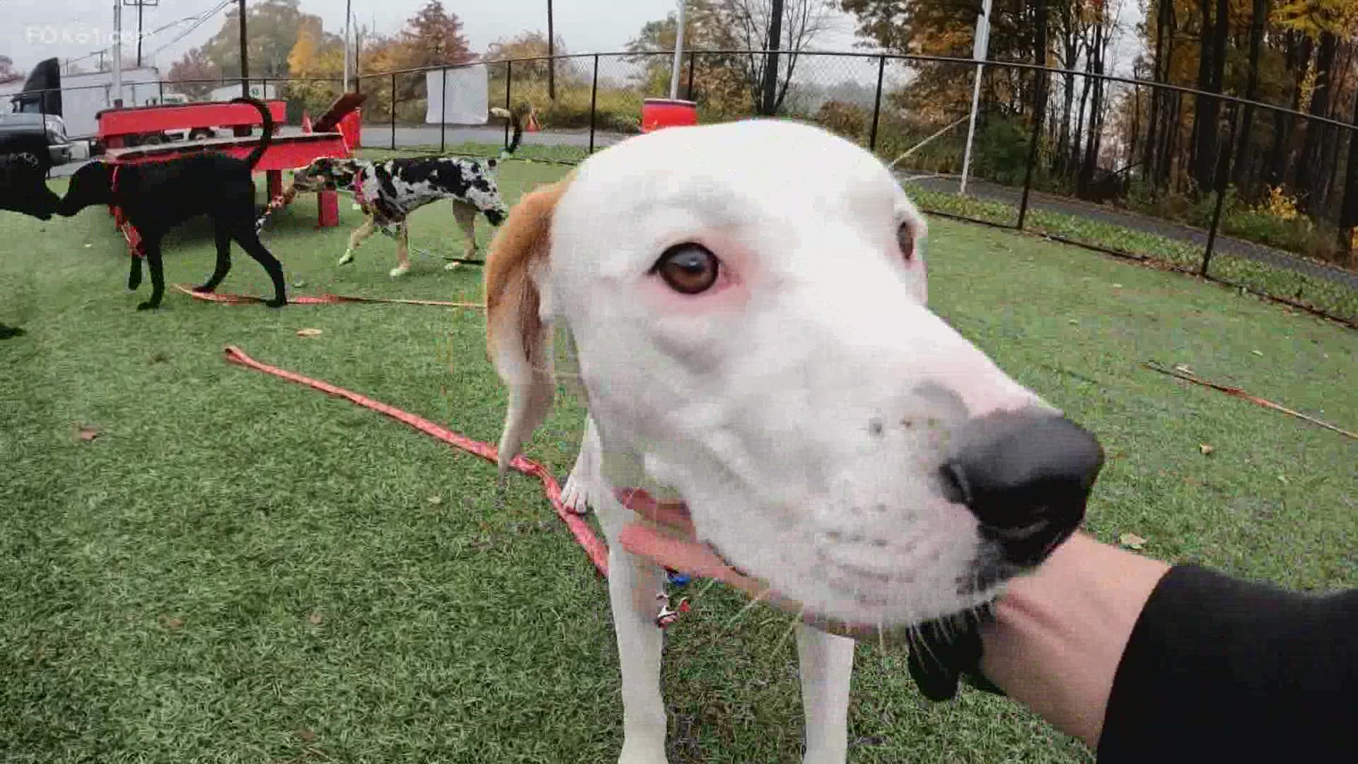 Dog Star Rescue, the pet adoption outfit on Tobey Road in Bloomfield, has a "pet project."