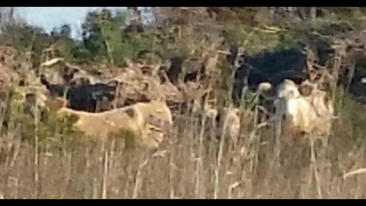 Cows swept away by floodwaters during Hurricane Dorian were found alive  four miles away on an island