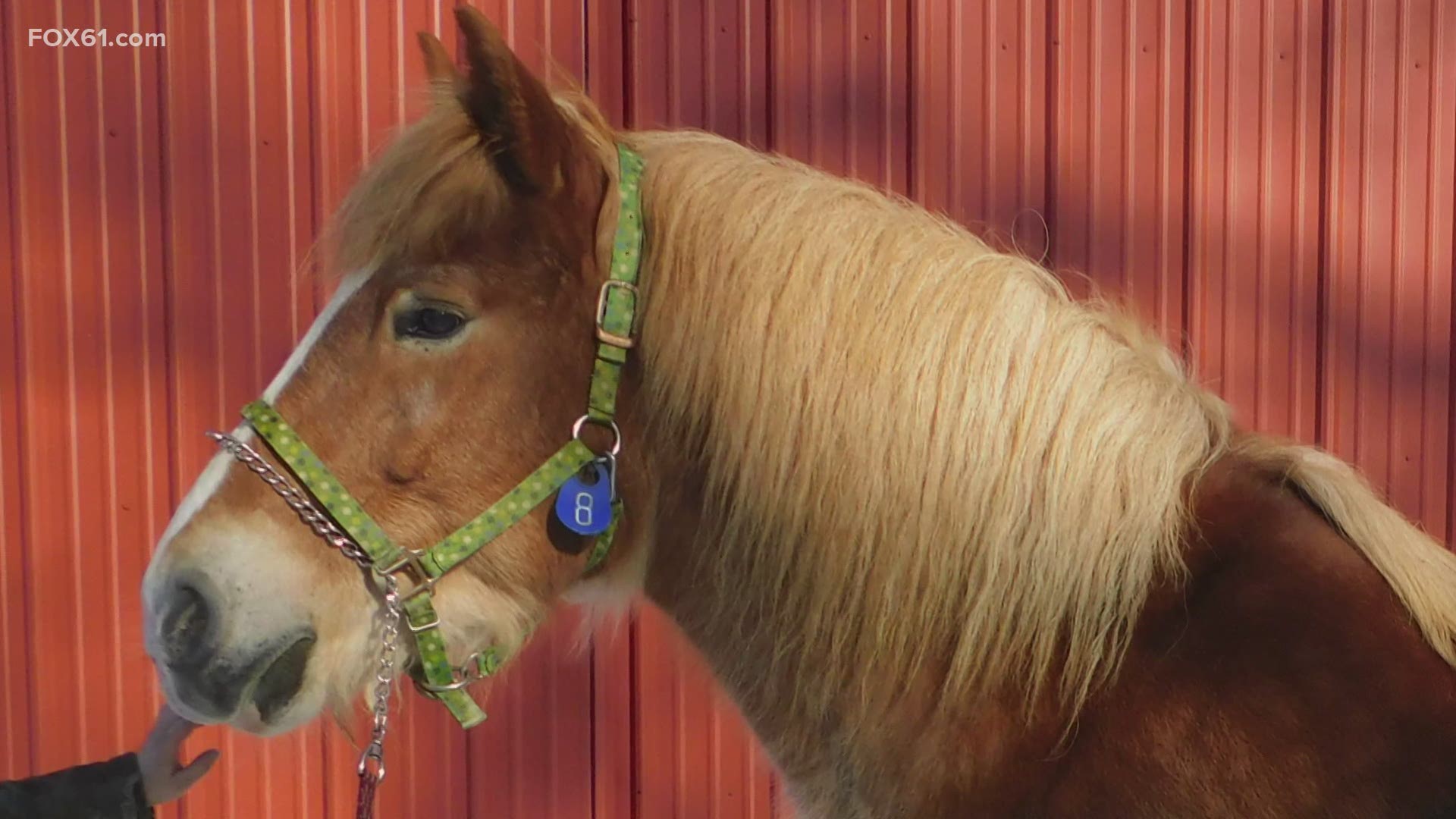 The Department of Agriculture Rescued nine horses, and relocated them to a second chance rescue barn in Niantic.