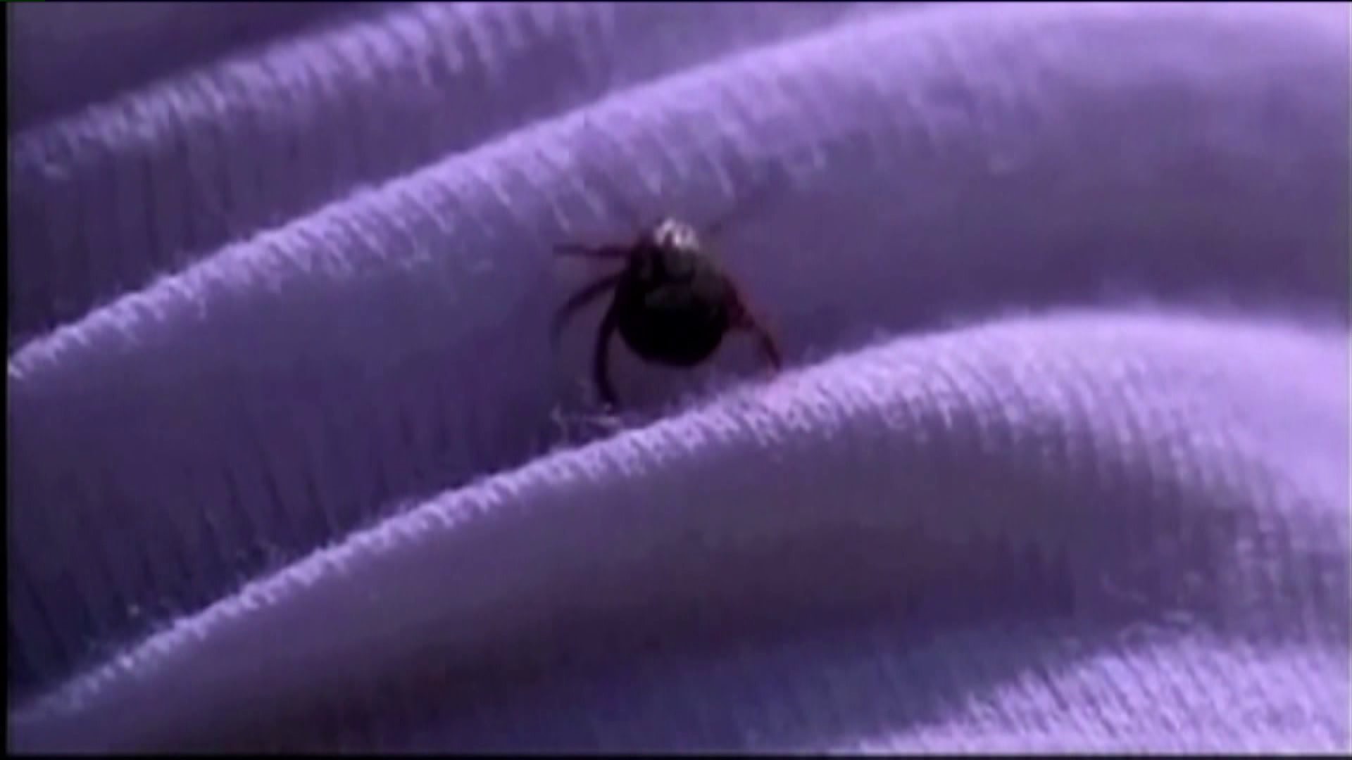 The dangers of ticks