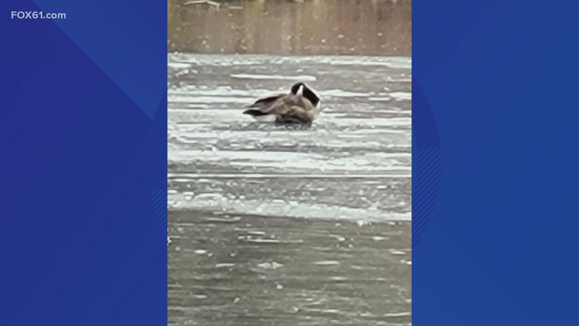 The Rocky Hill Fire Department rescued a goose from a pond had been there for two days.
