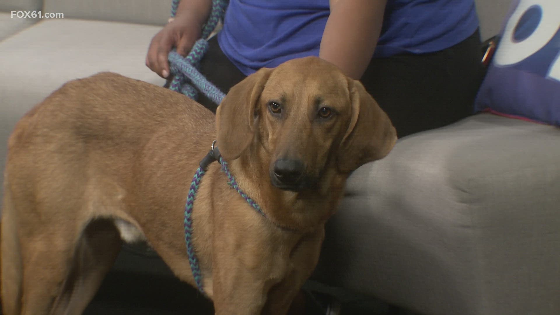 Hound mix dog Denzel up for adoption at Conn. Humane Society | fox61.com