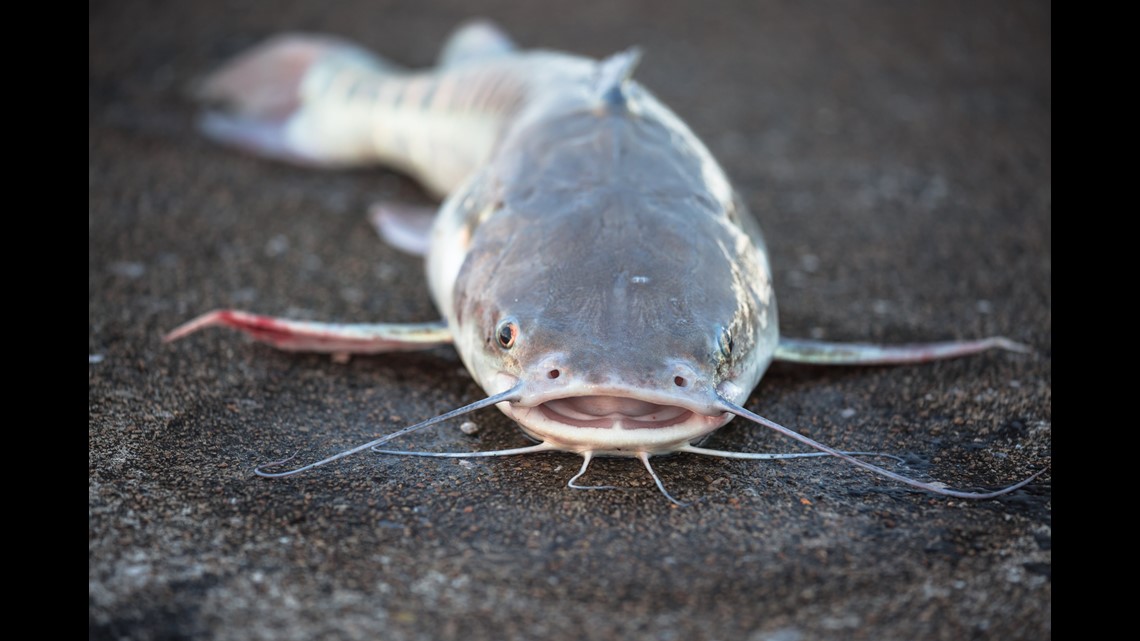 Connecticut stocks 19 bodies of water with 10,000 catfish