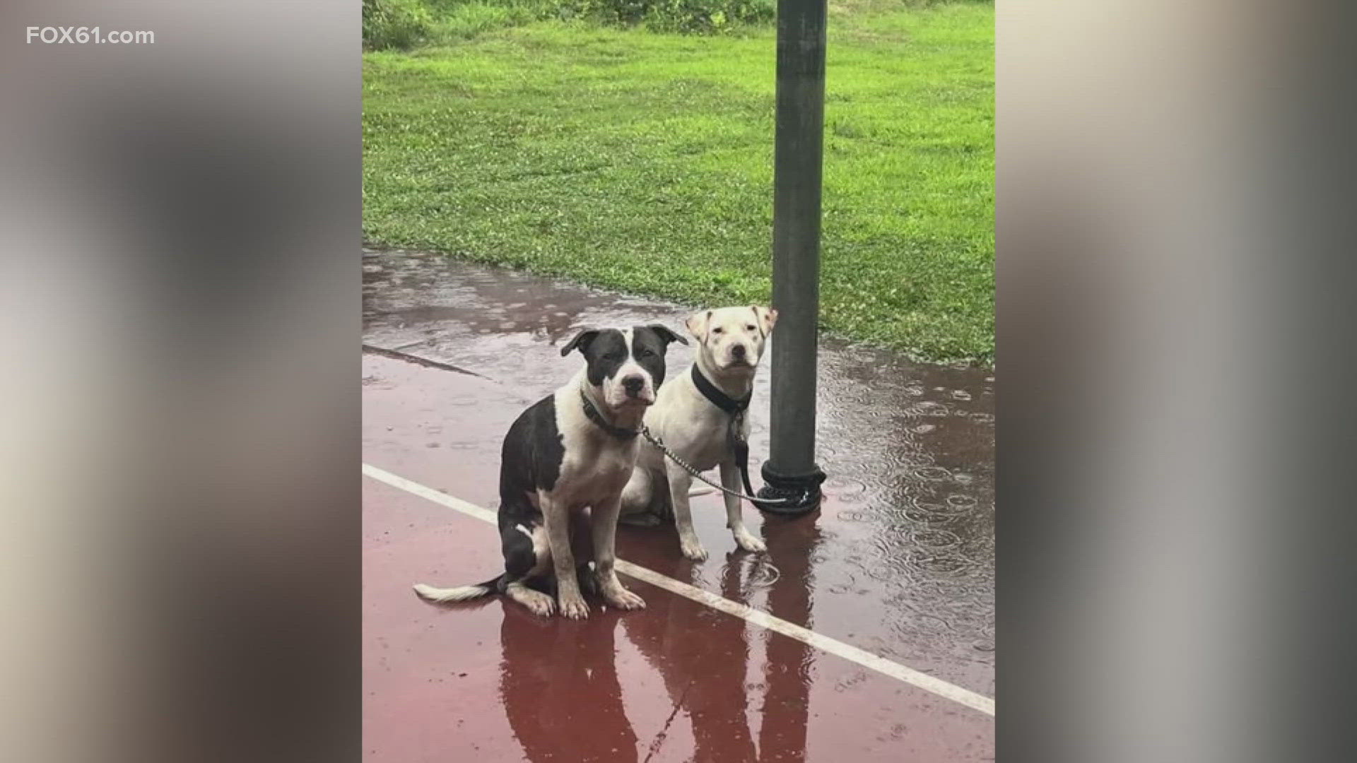 Officials across the state are reporting an uptick in animals being abandoned. Some are being surrendered to shelters. Others are being left out in the cold.