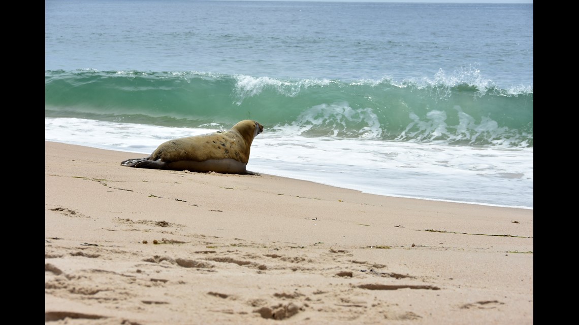 Mystic Aquarium releases gray seal after rehab