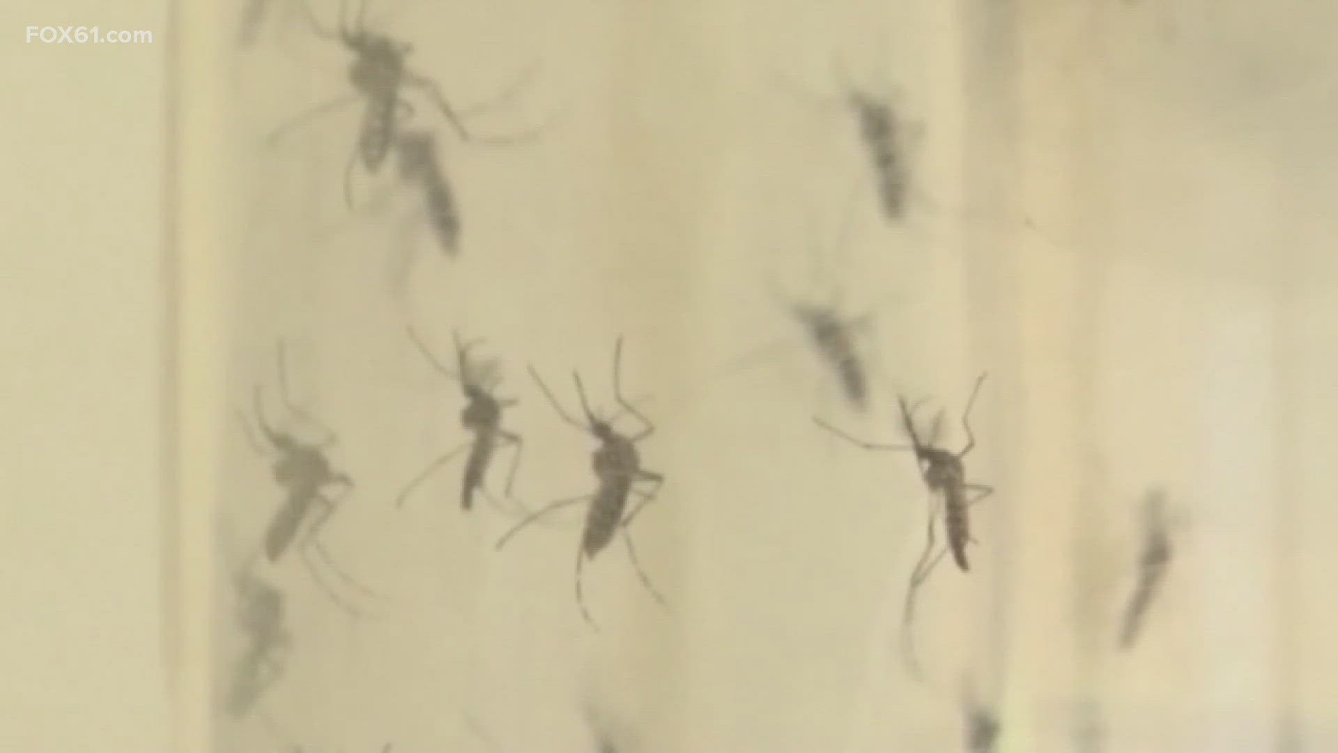 Scientists at CAES said that increased rain and warm weather have boosted mosquito activity this season.