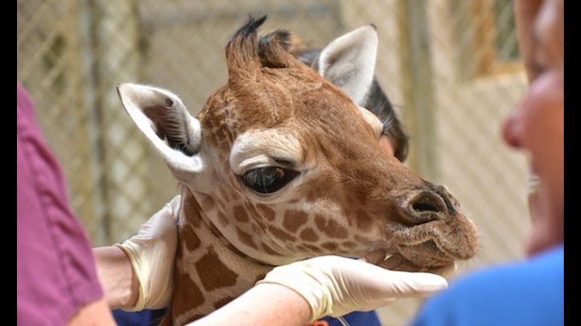 Maryland Zoo Mourns Beloved Giraffe Calf, Julius | Fox61.com