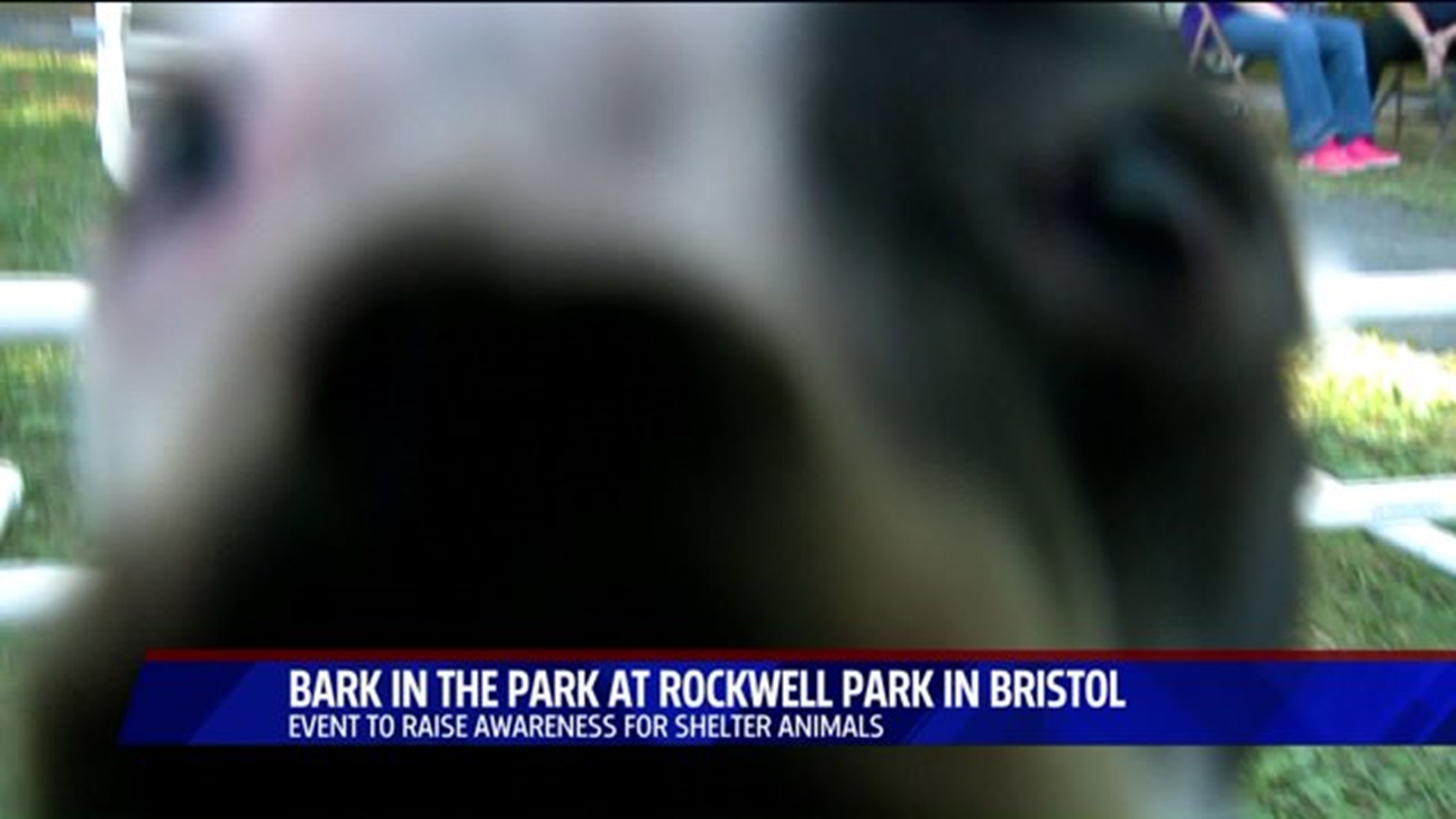 Four-legged friends at the Bark in the Park
