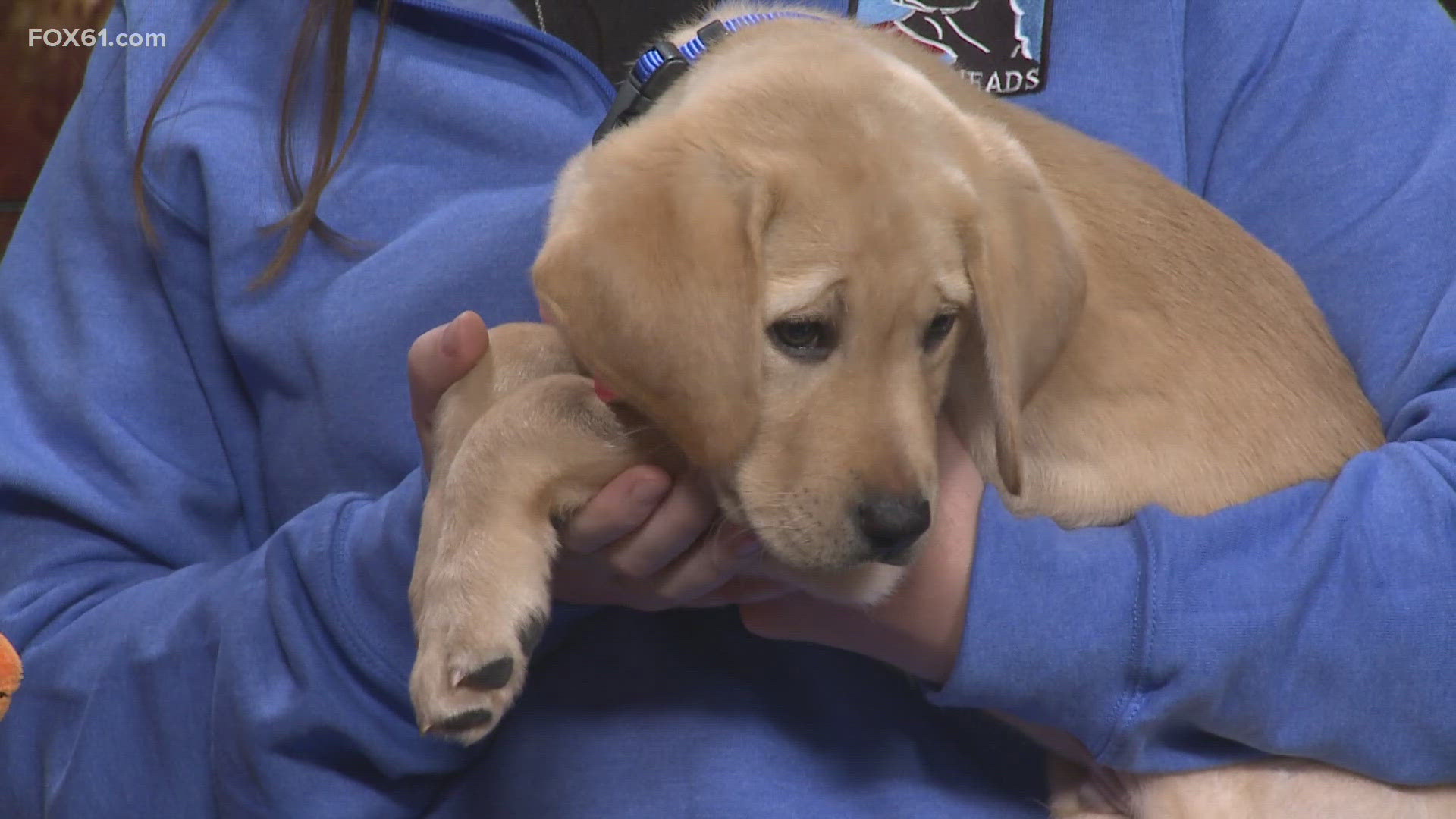 It's official, this NEADS puppy in training has been named Nutmeg!! FOX61 is sponsoring Nutmeg and has sponsored many other NEADS dogs in the past.