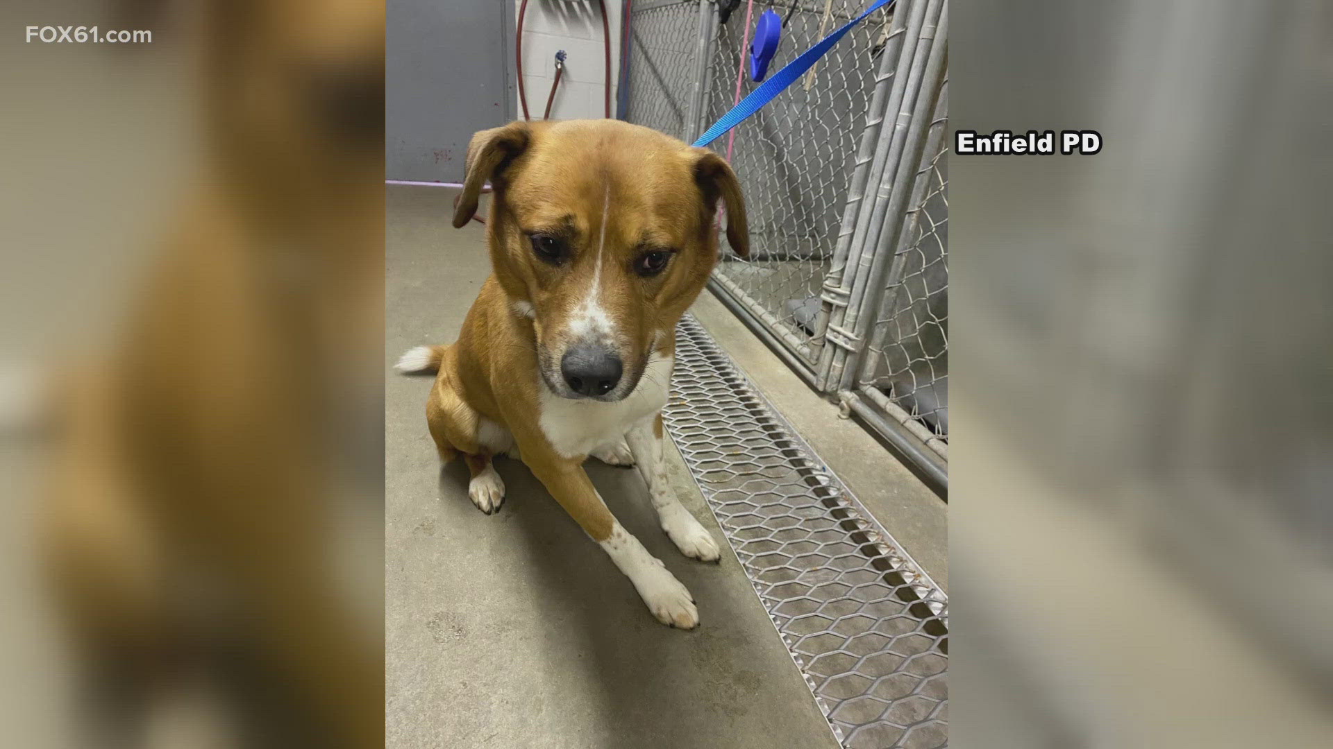 The dog was found abandoned by his owner in a dog park Monday morning. There was no collar, tag or chip. He'll be up for adoption Wednesday.