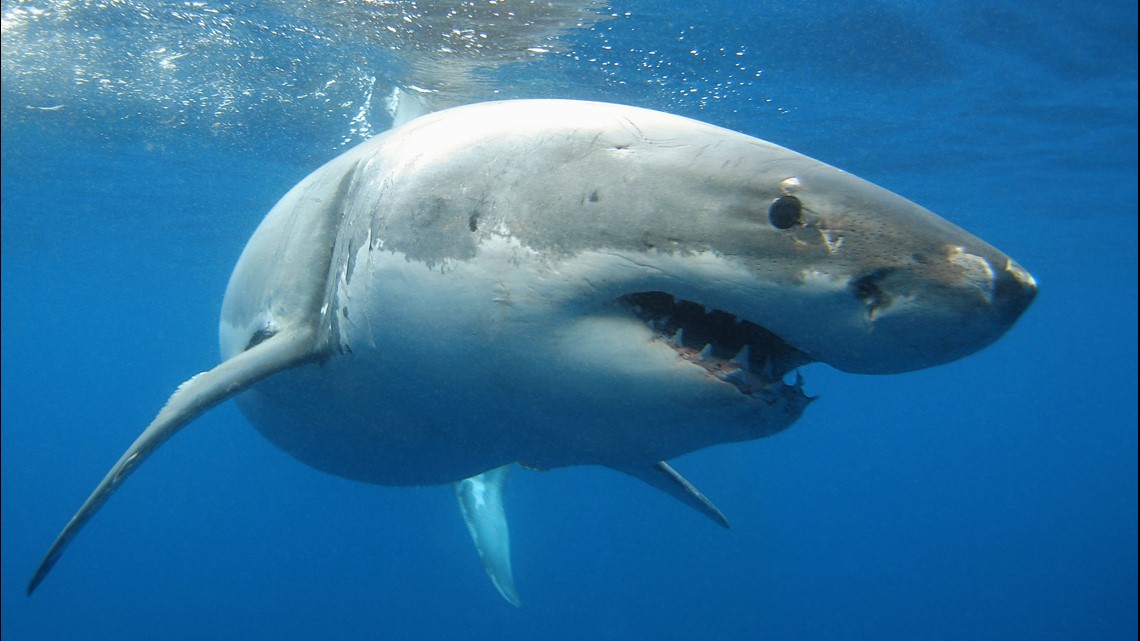 4 great white sharks detected near Block Island