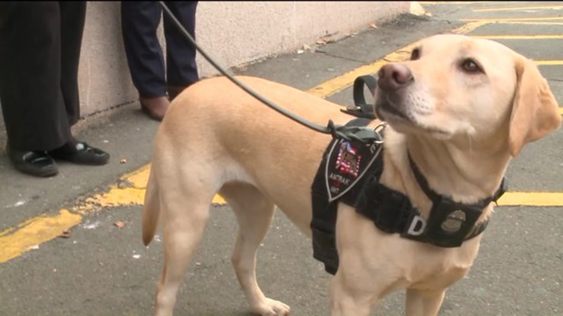 Travelers` safety a K9 priority