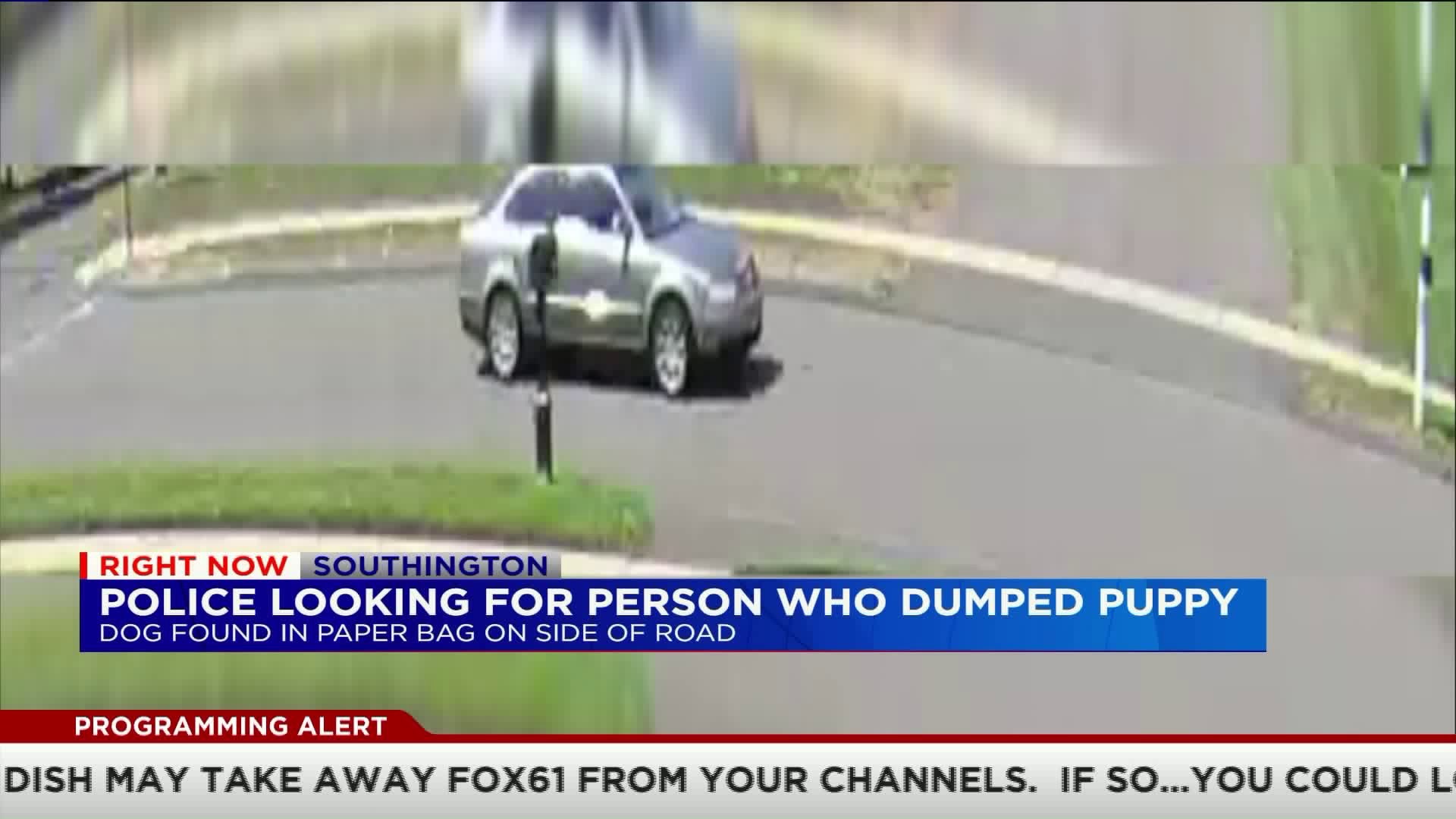 Police looking for person who dumped dog