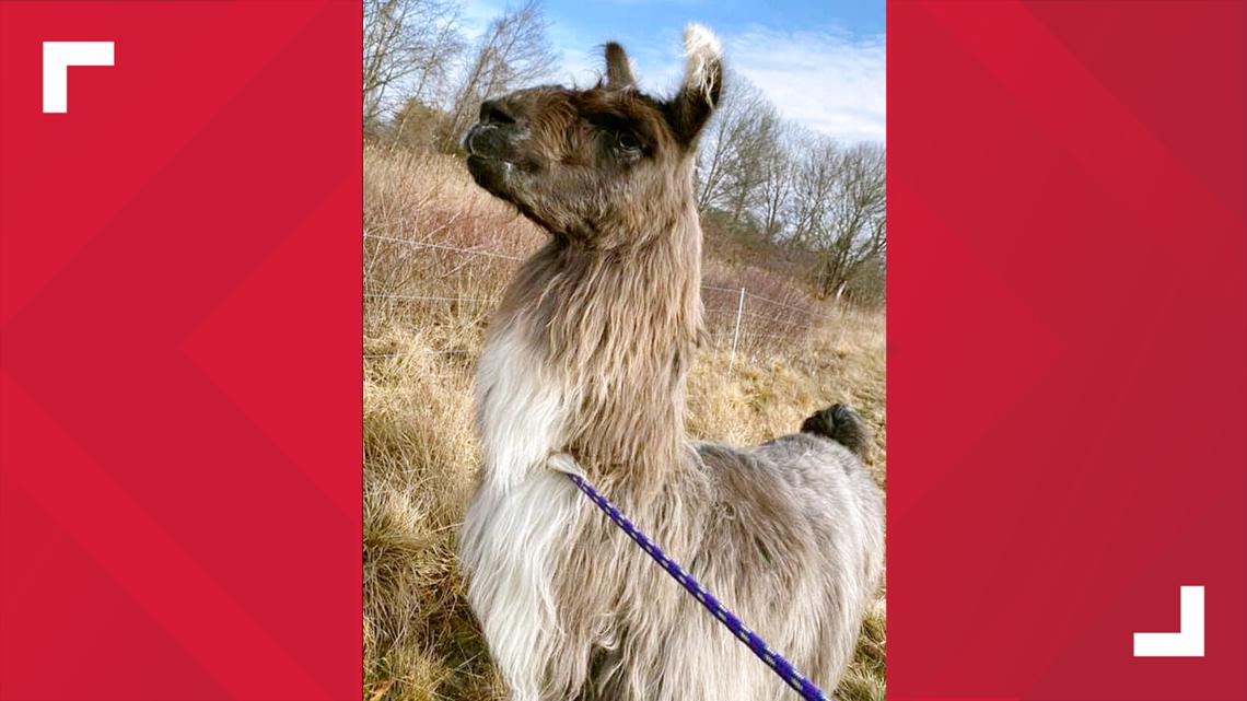 On the llam 'Very chill' llama found wandering off highway in Massachusetts