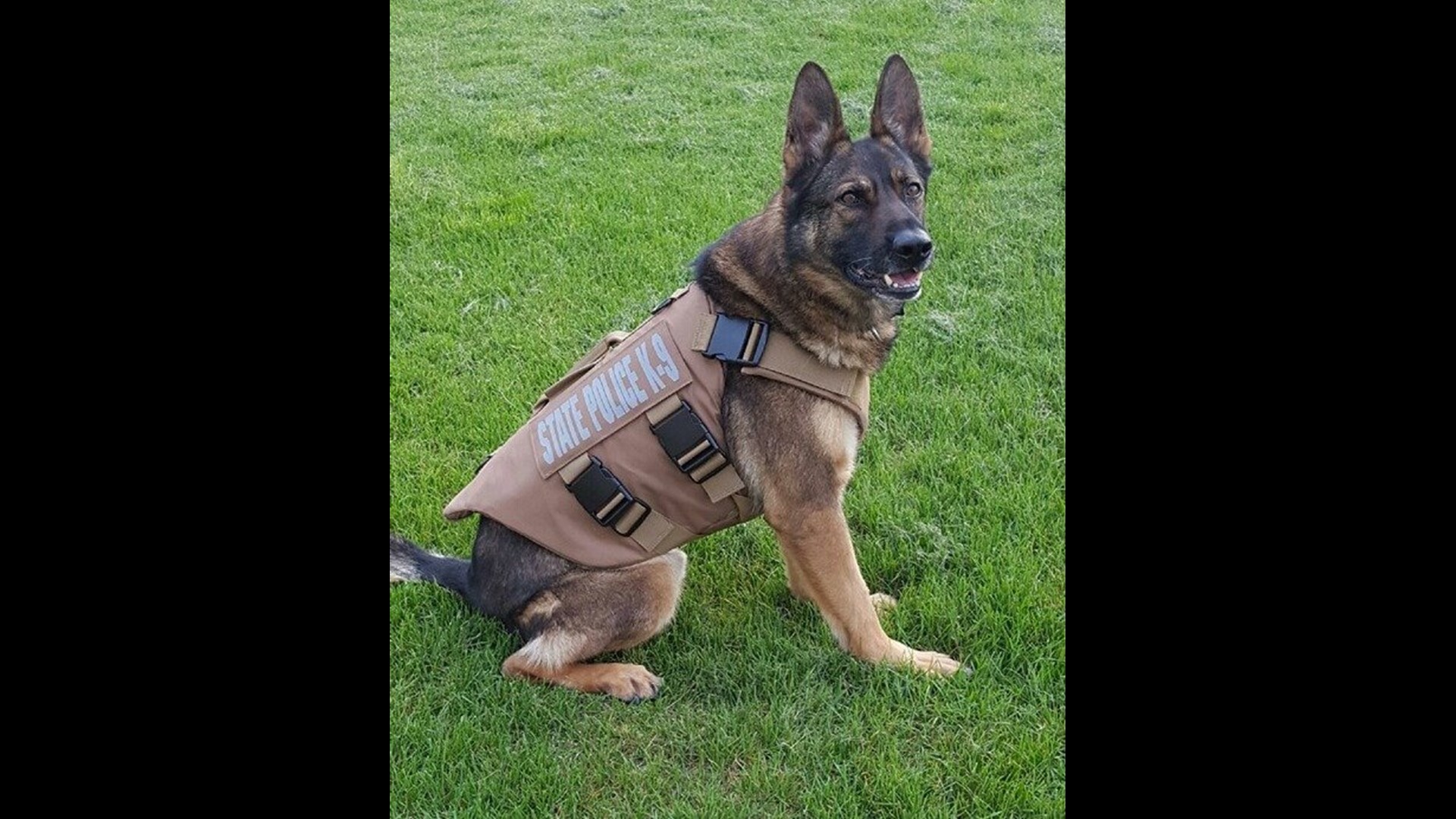 state-police-k9-jesse-gets-protective-vest-fox61