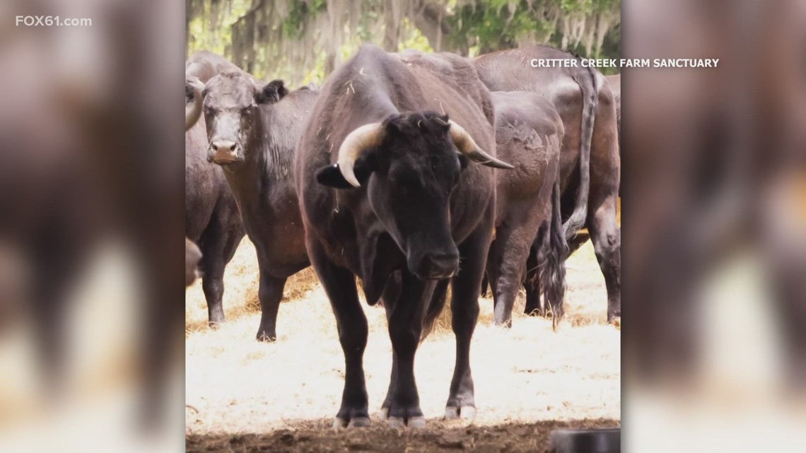 Children's book about Buddy the Beefalo now available