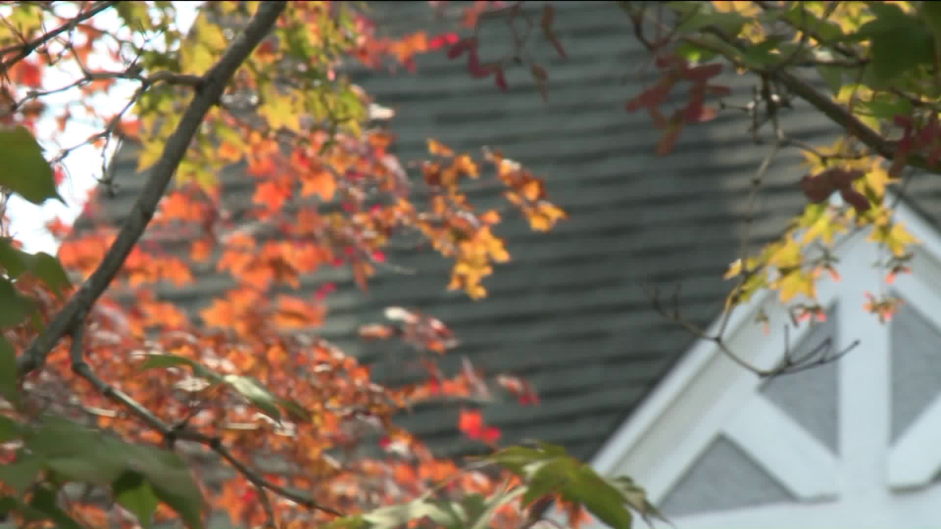 Fall foliage likely to be great this year