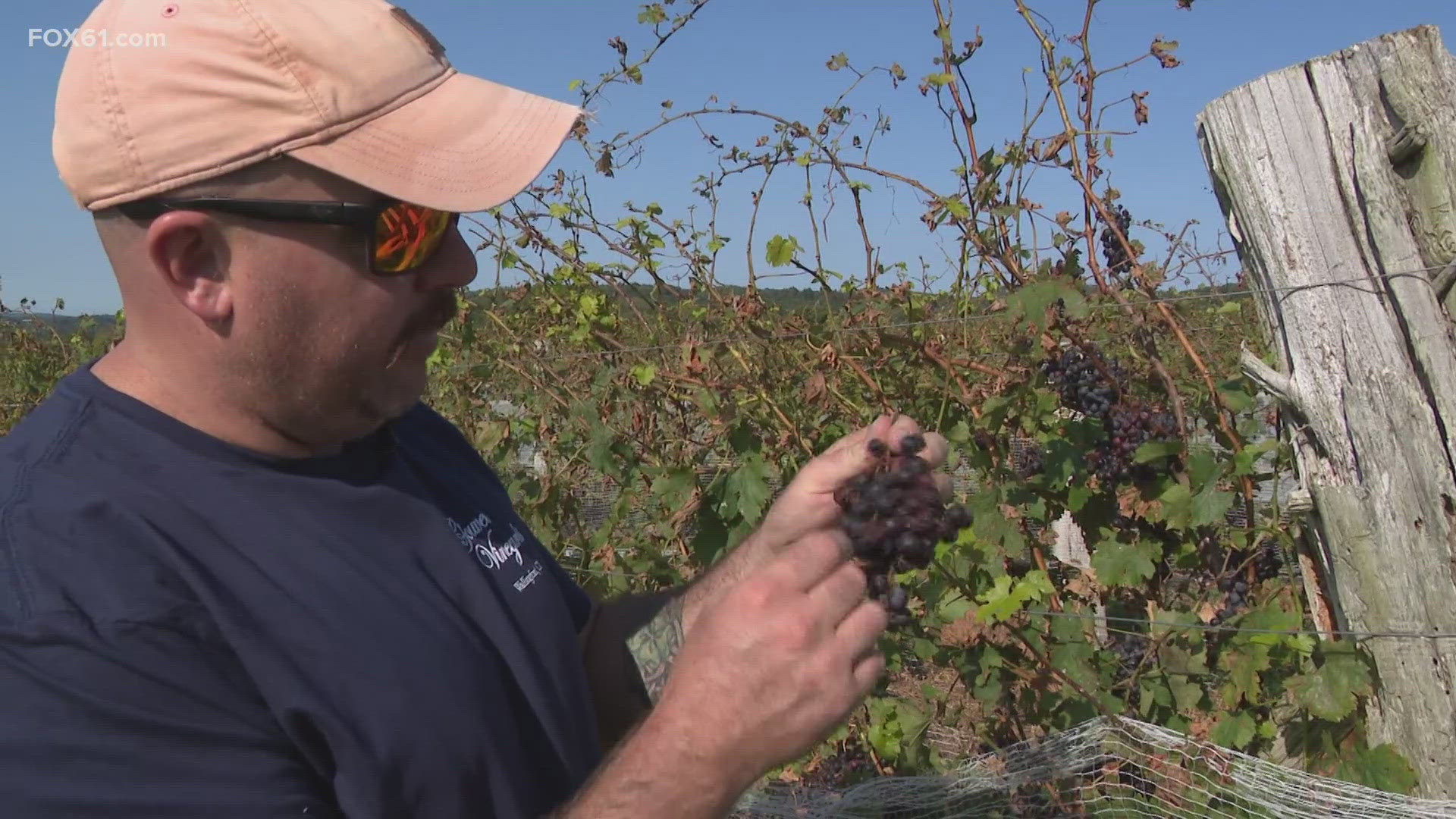 A recent hailstorm had a significant impact at Gouveia Vineyards in Wallingford.