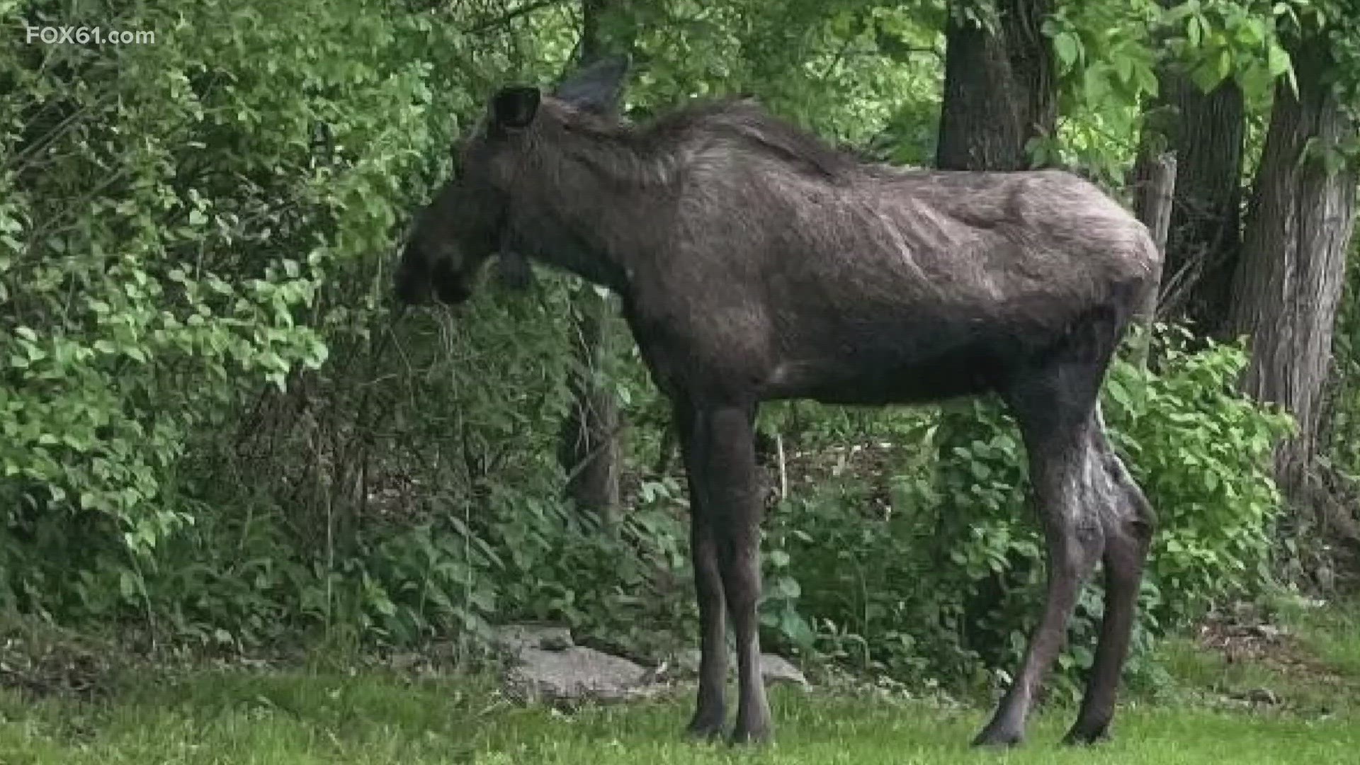 This is the third moose sighting in the last week.