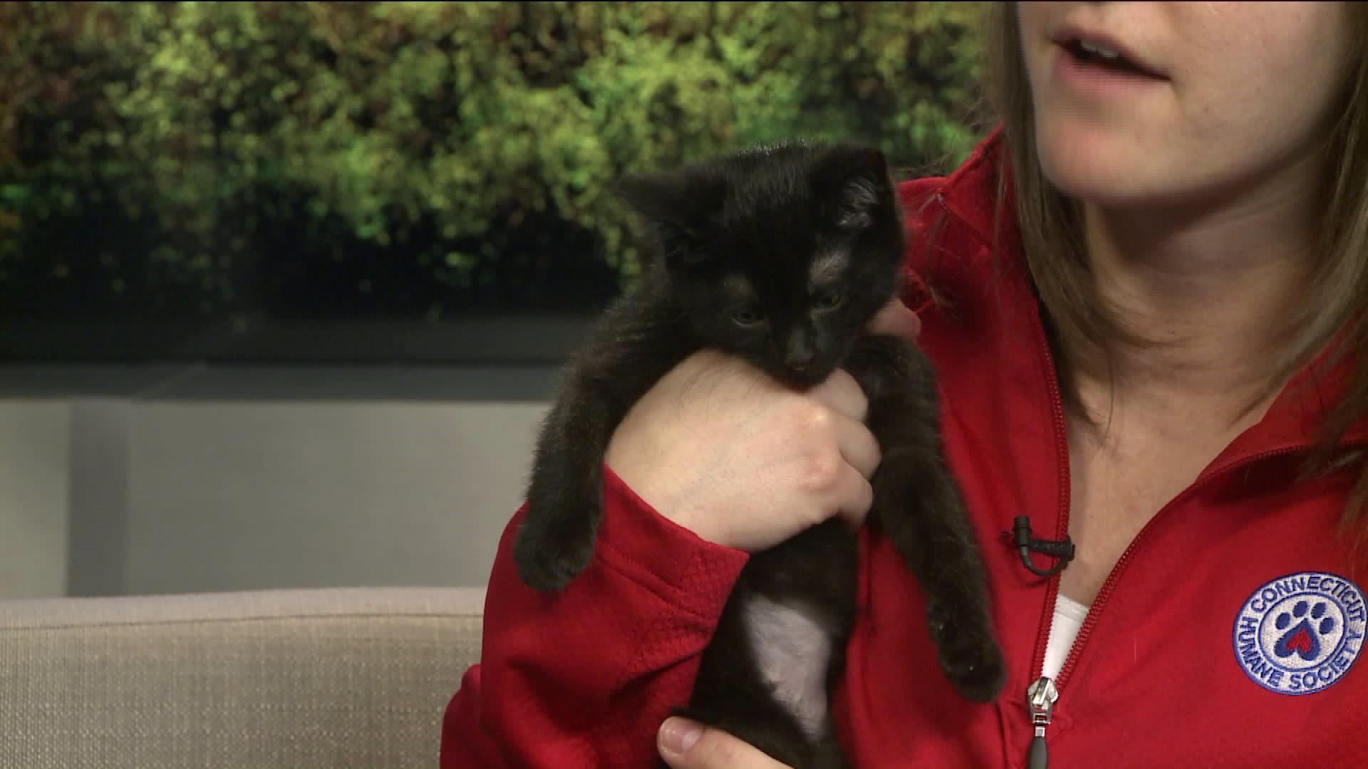 Pet of the week - Alfred