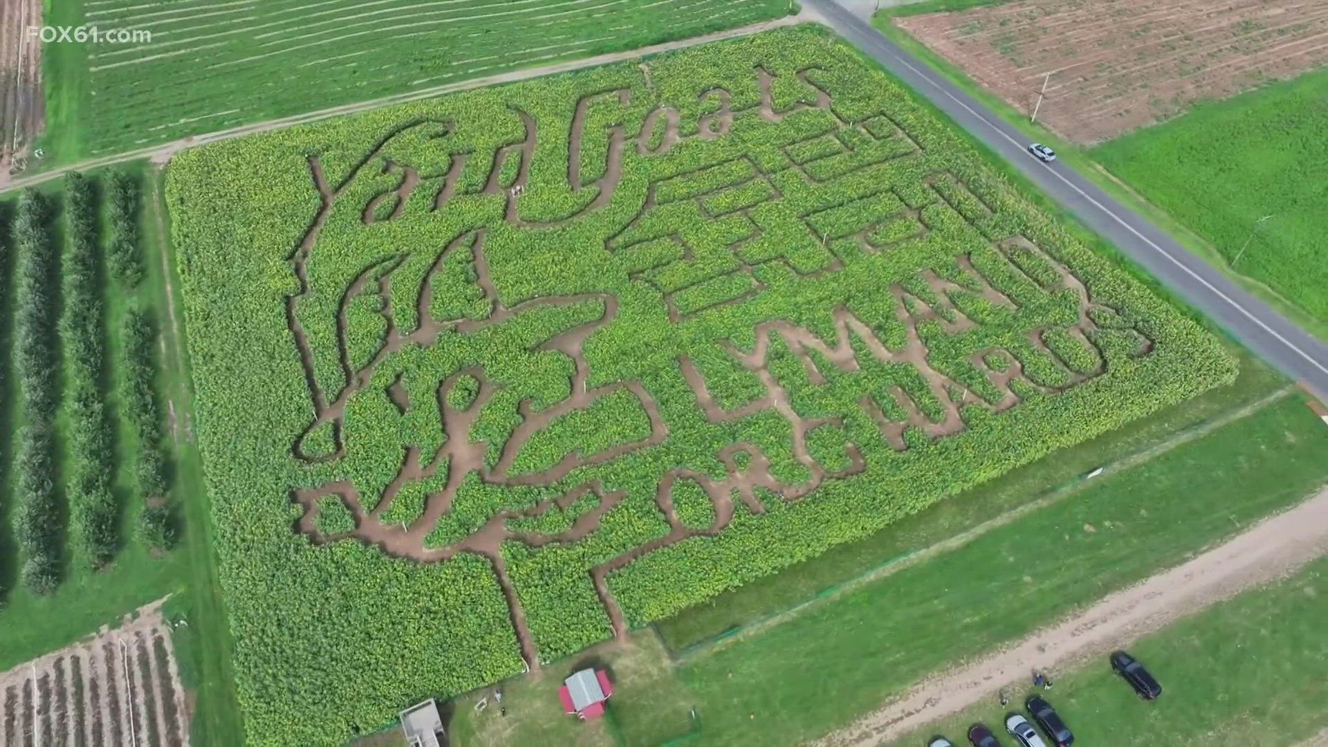 Take a trip through the twists and turns of the sunflower maze at Lyman Orchards that is dedicated to the Yard Goats. FOX61's Jim Altman has more from Middlefield.