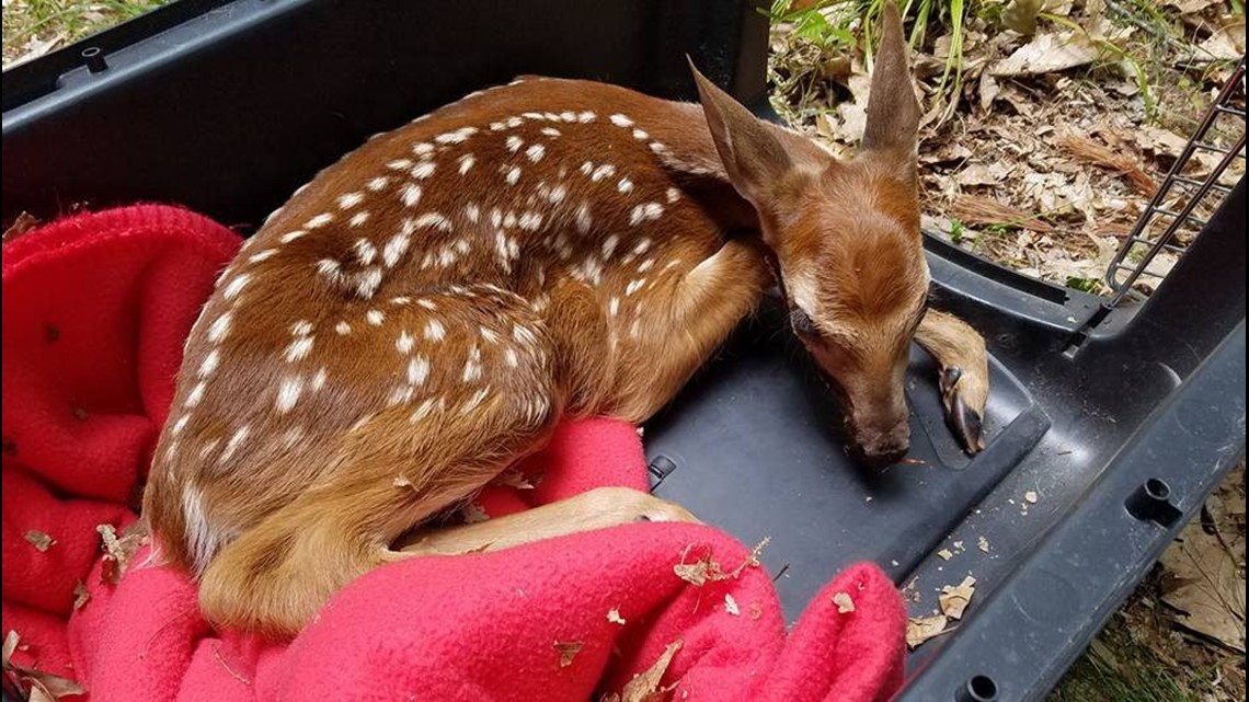Fawn recovering after offleash dog causes injuries Guilford Police