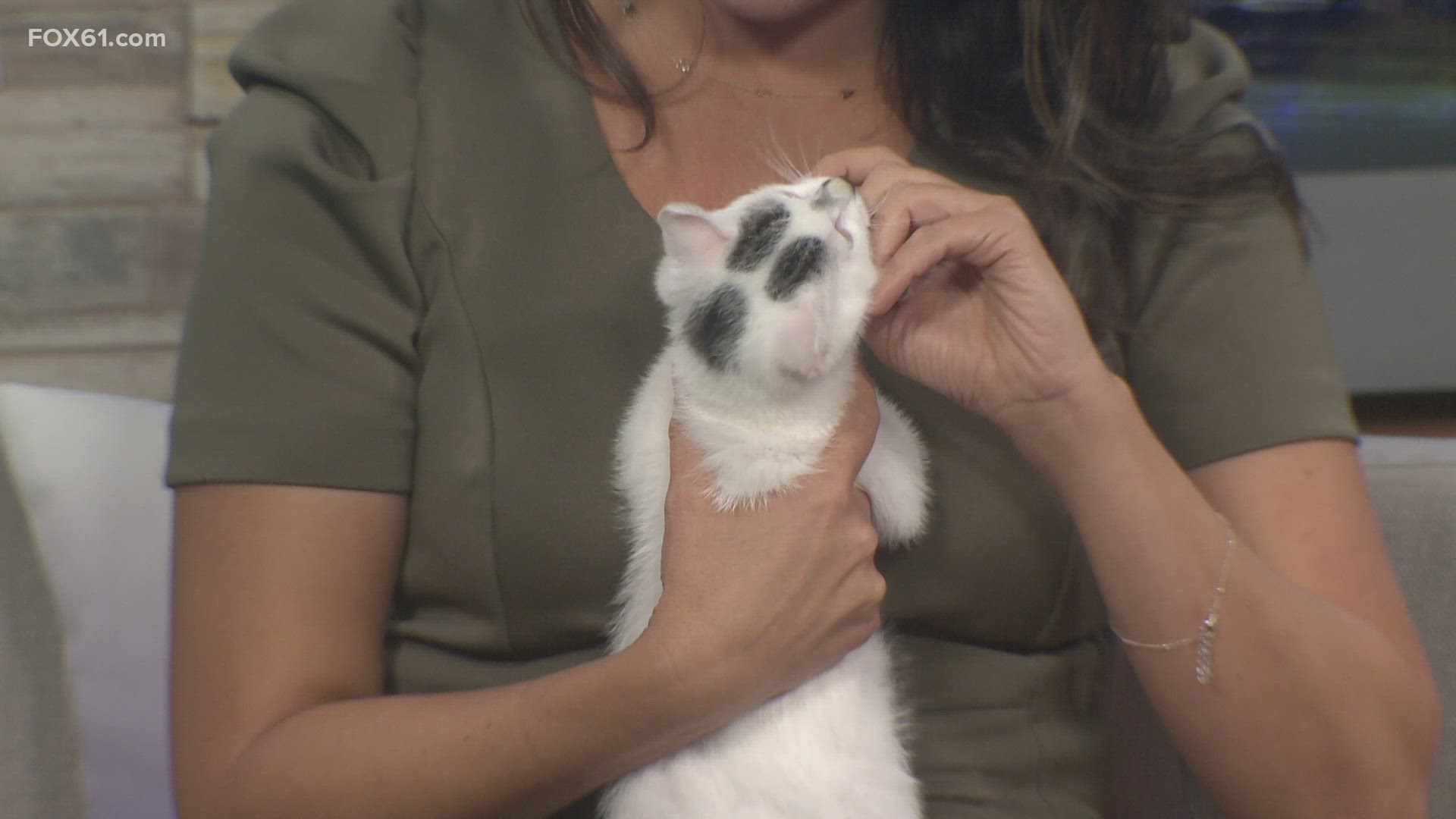 Boo | Pet of the Week