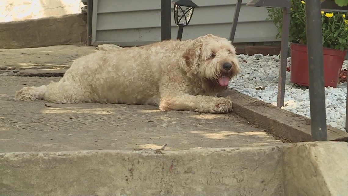 Missing Milford dog returned to family