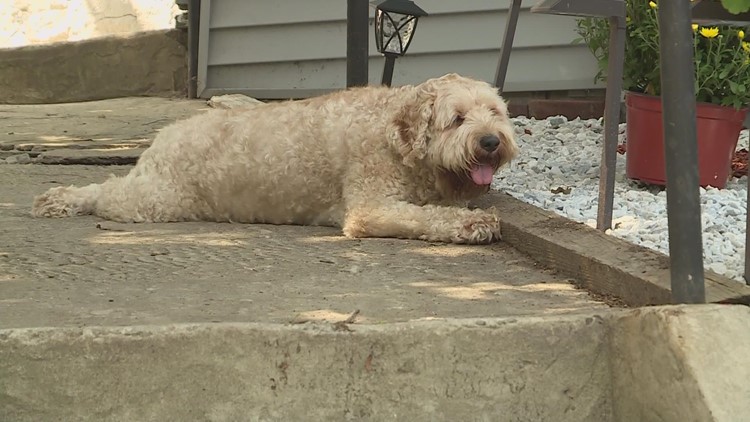 'I learned a lesson' | Connecticut family gets wake-up call after dog gets stolen
