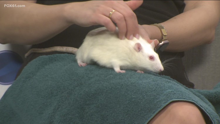 Pet of the Week: Remy the rat