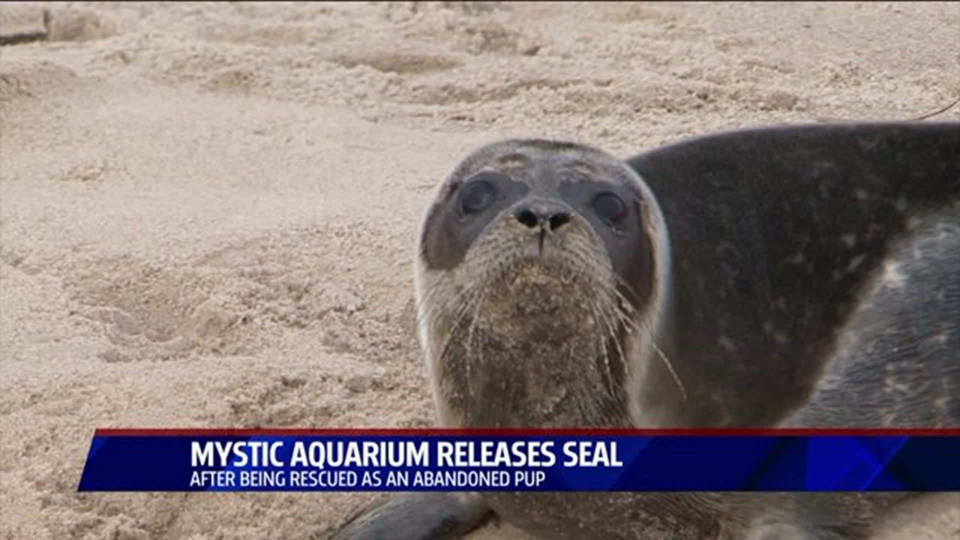 Seal sent back to the ocean