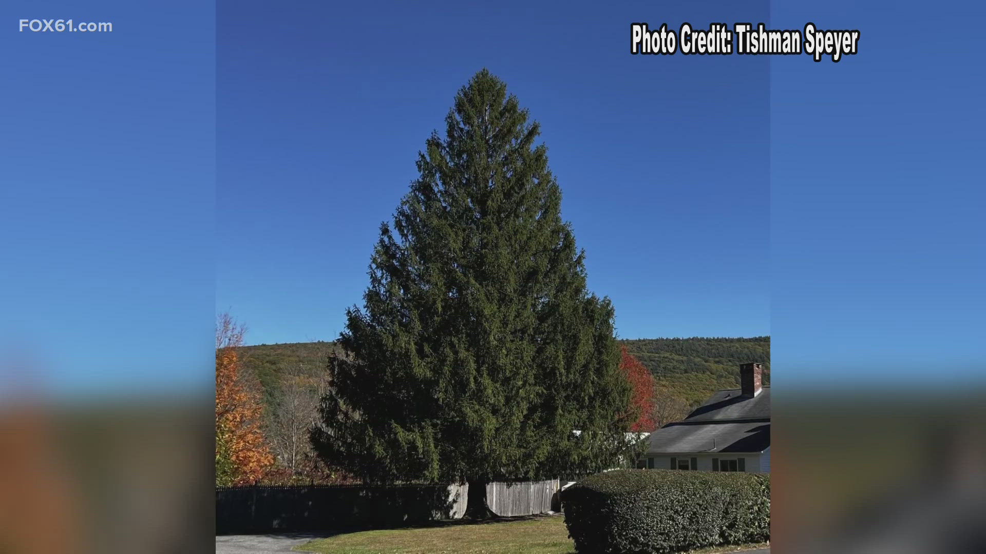 Rockefeller Center revealed that this year's tree will come from Massachusetts, the first tree to come from the state since 1959.