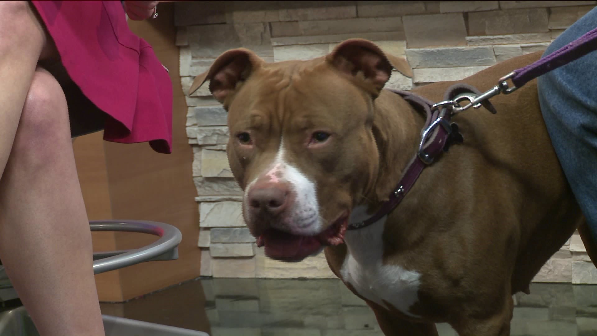 Pet of the Week -  Ginger