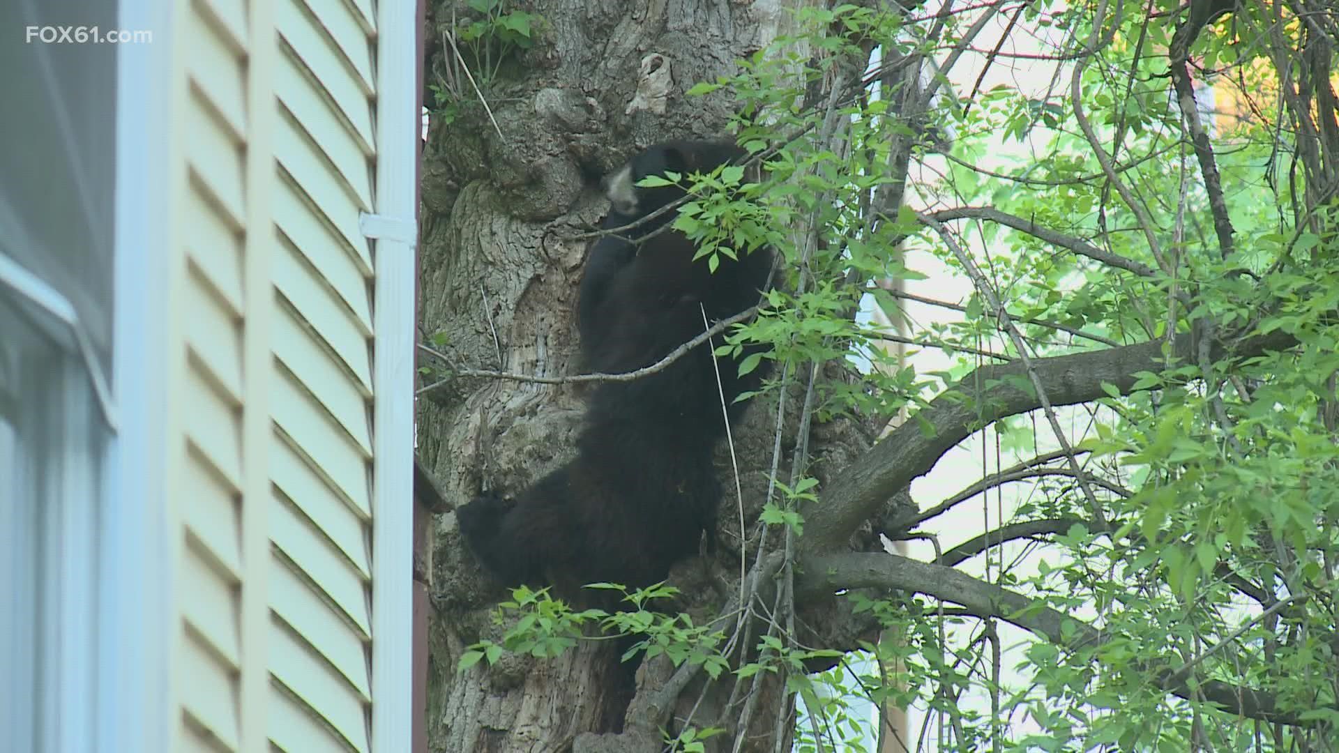 Neighbors said it was the first time they'd seen a bear in the area