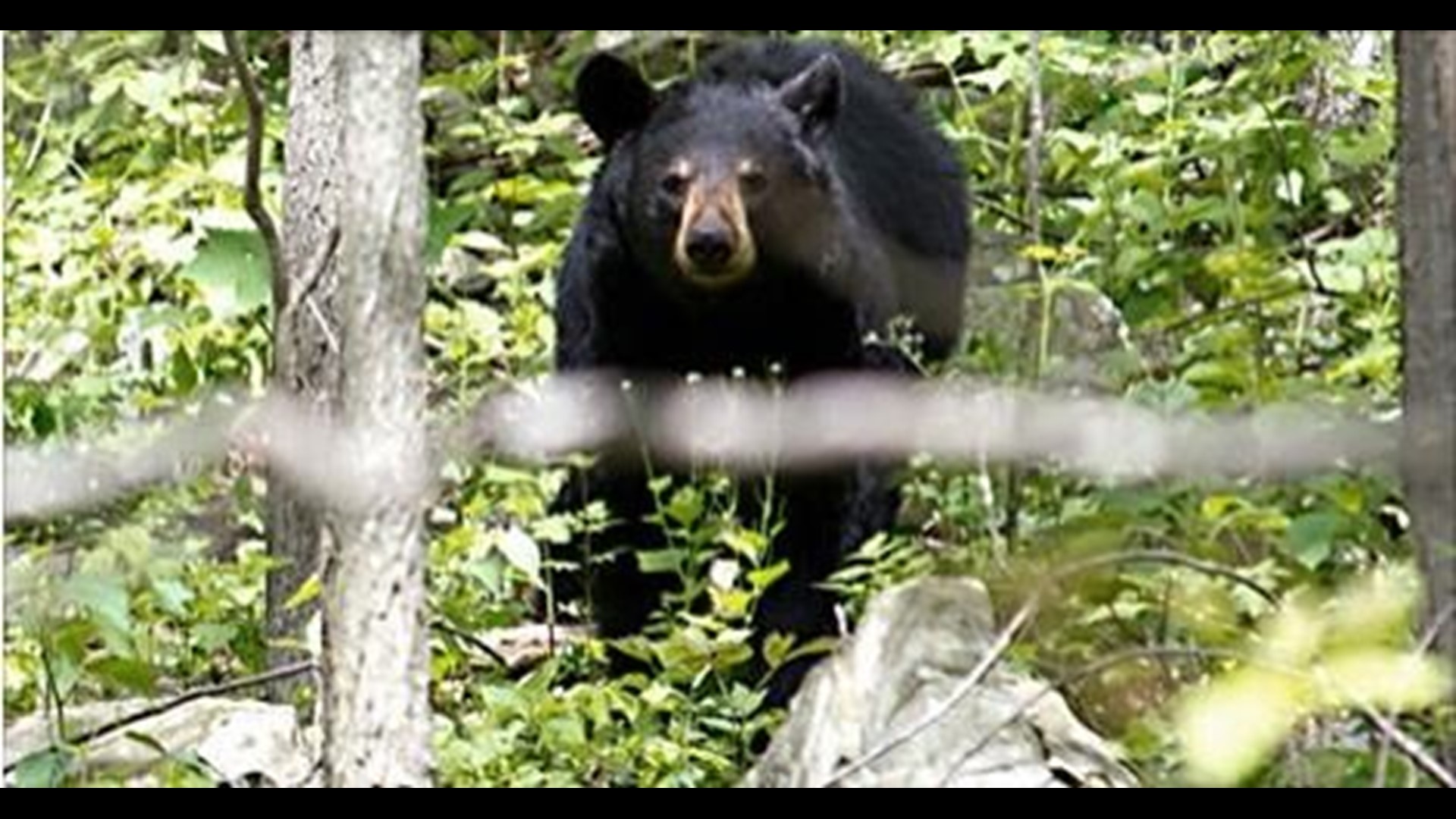 911 Calls Released After ‘unusually Aggressive’ Bear Chases 2 People In 