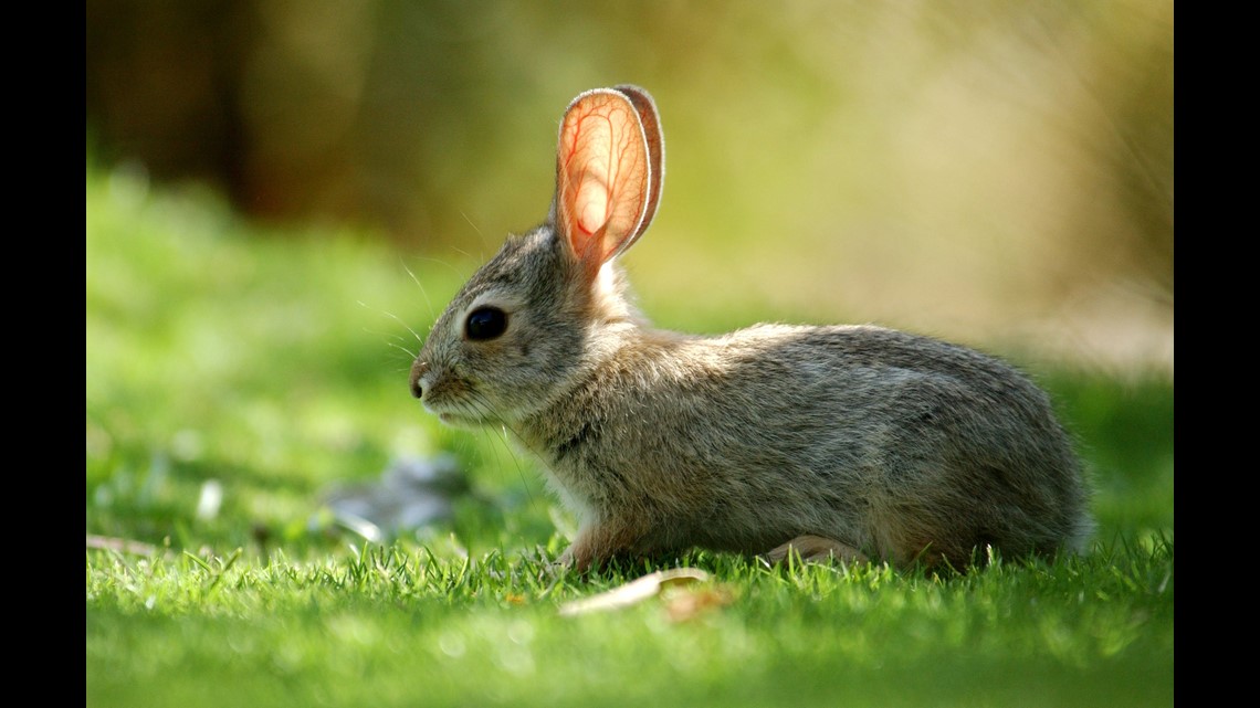 Scientists develop tool to conserve New England cottontail | fox61.com