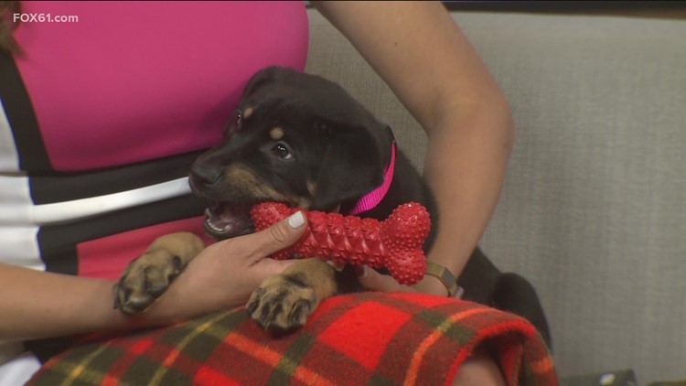 Pet of the Week: Chili