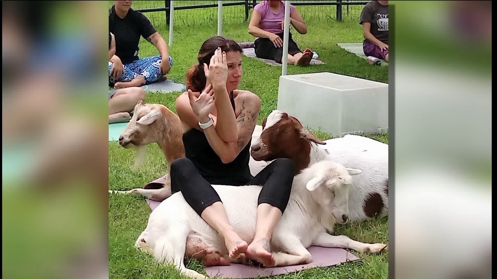Goat yoga protest