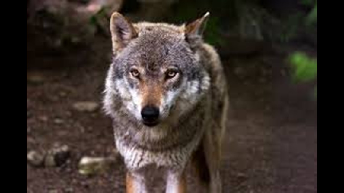 anatolian wolf