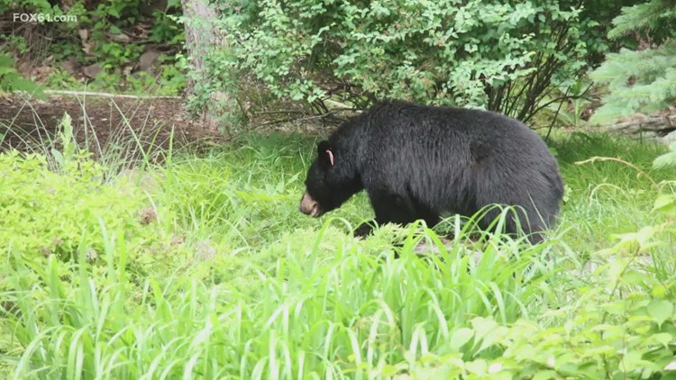 CT bear encounters on the rise: What to do if you see a bear