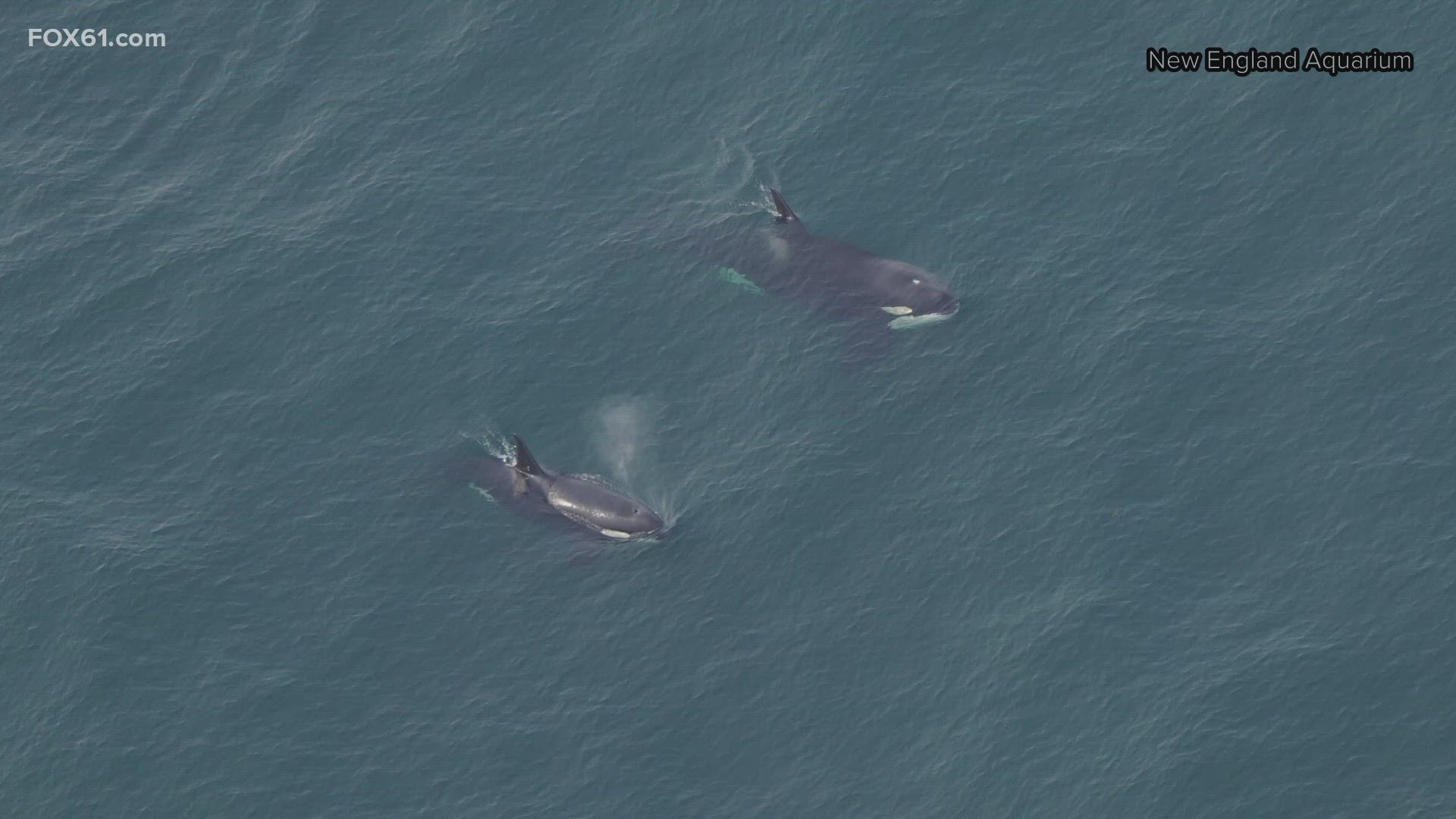 The New England Aquarium said it's unusual to see one killer whale off the New England coast, let alone four.