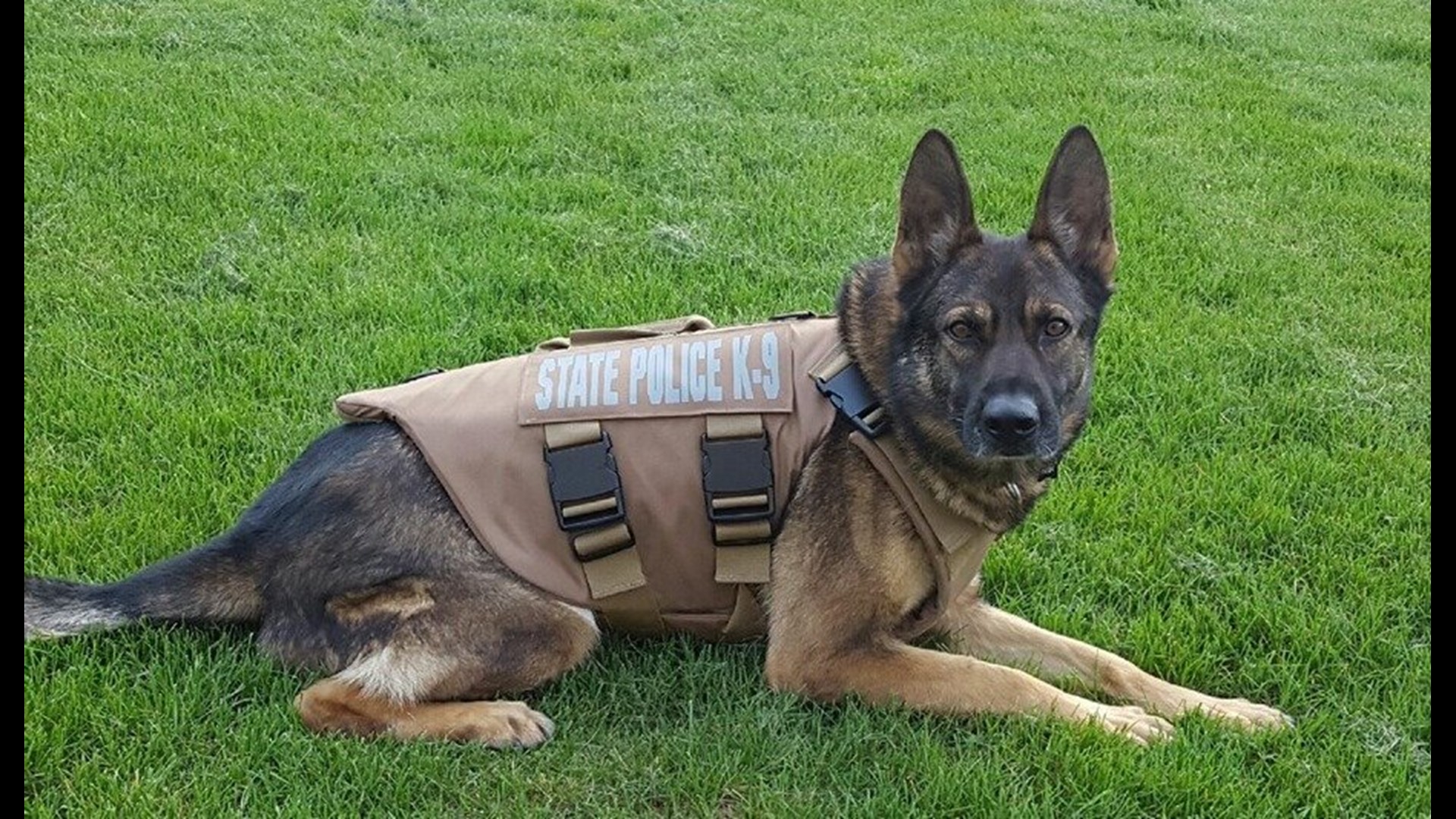 State police K9 Jesse gets protective vest | fox61.com