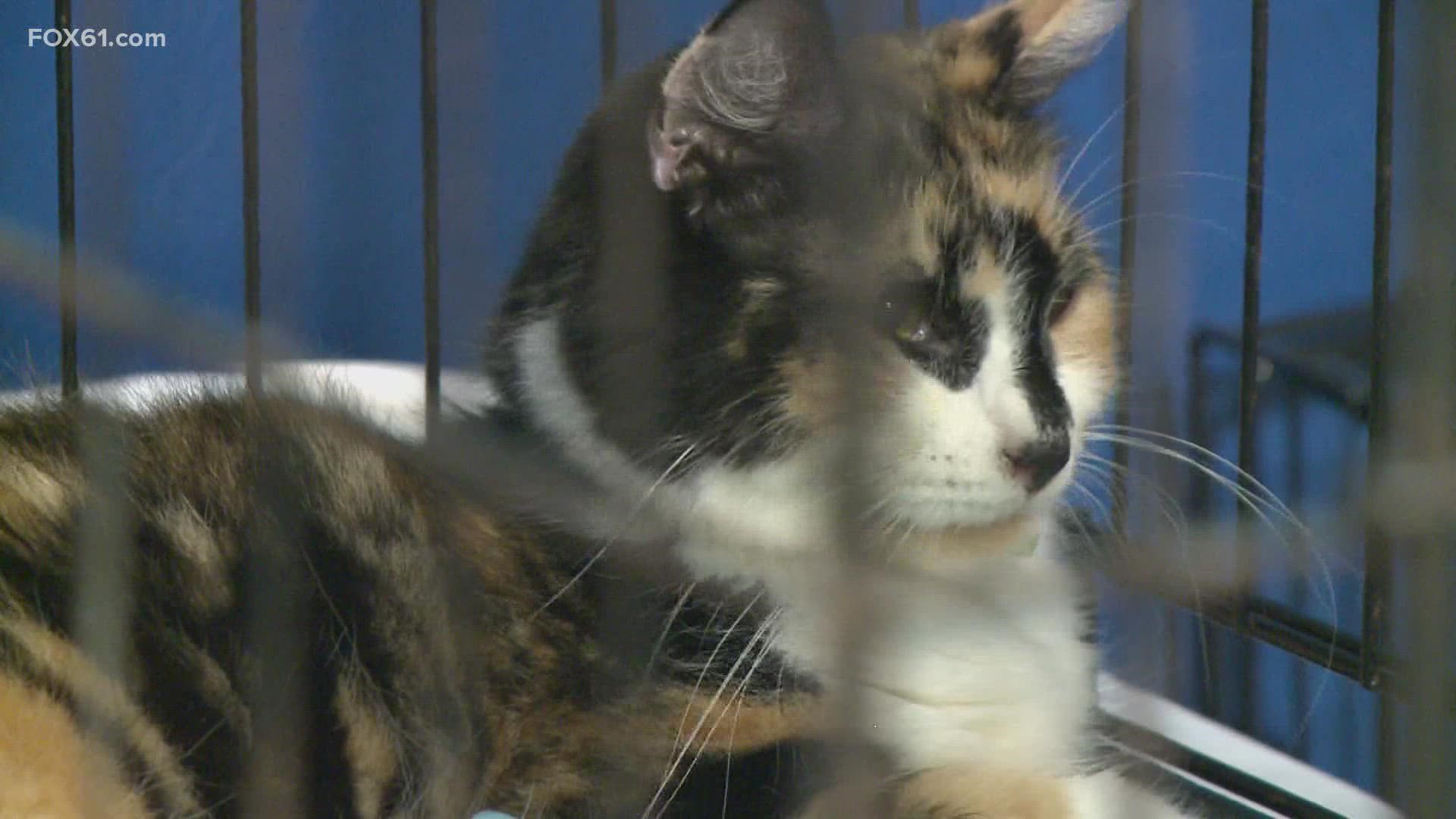 Dozens of cats rescued from a home in Winsted Friday went up for adoption.